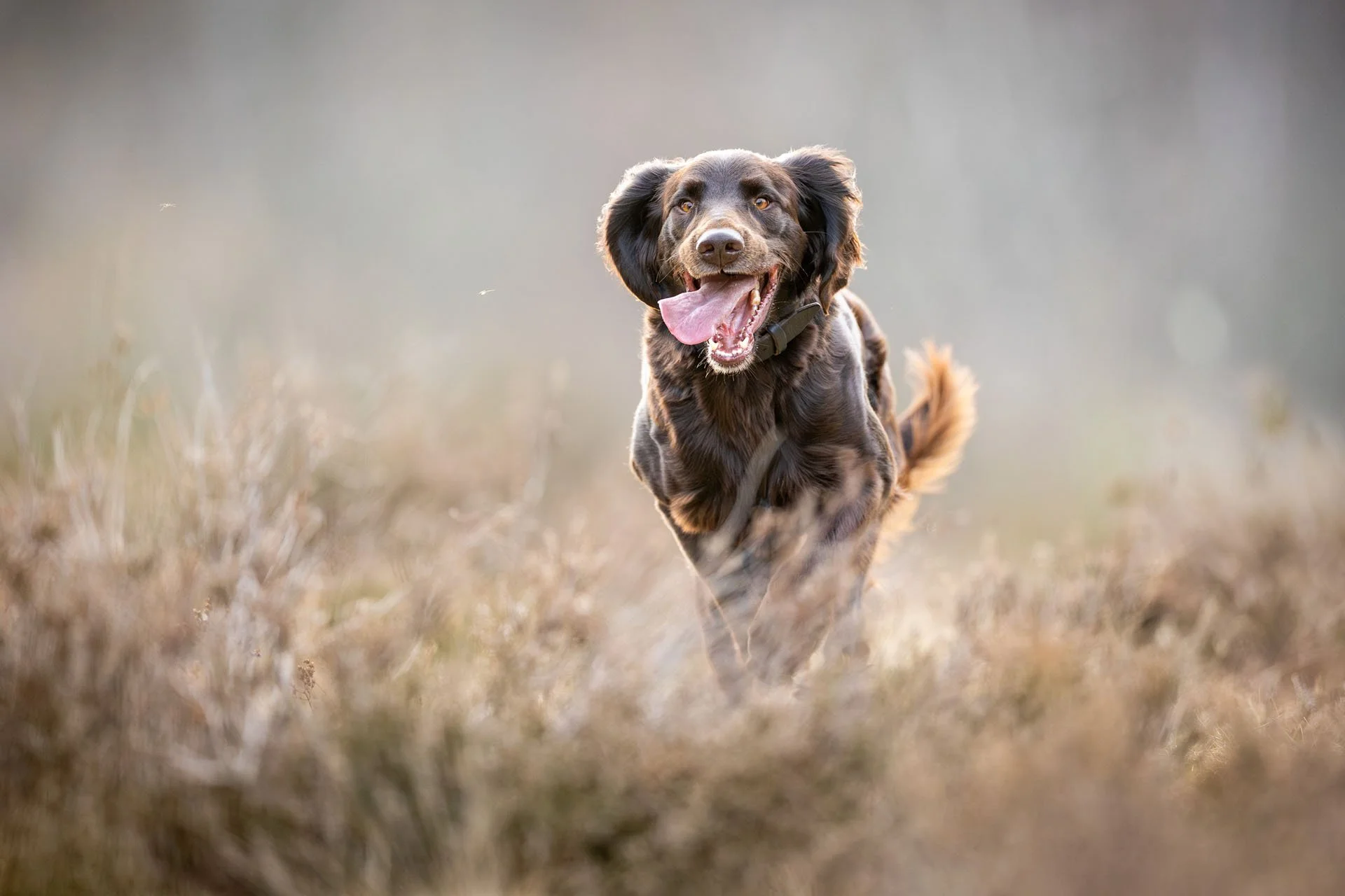 Deutsch Langhaar Jagdhund läuft durch die Heide auf die Kamera zu