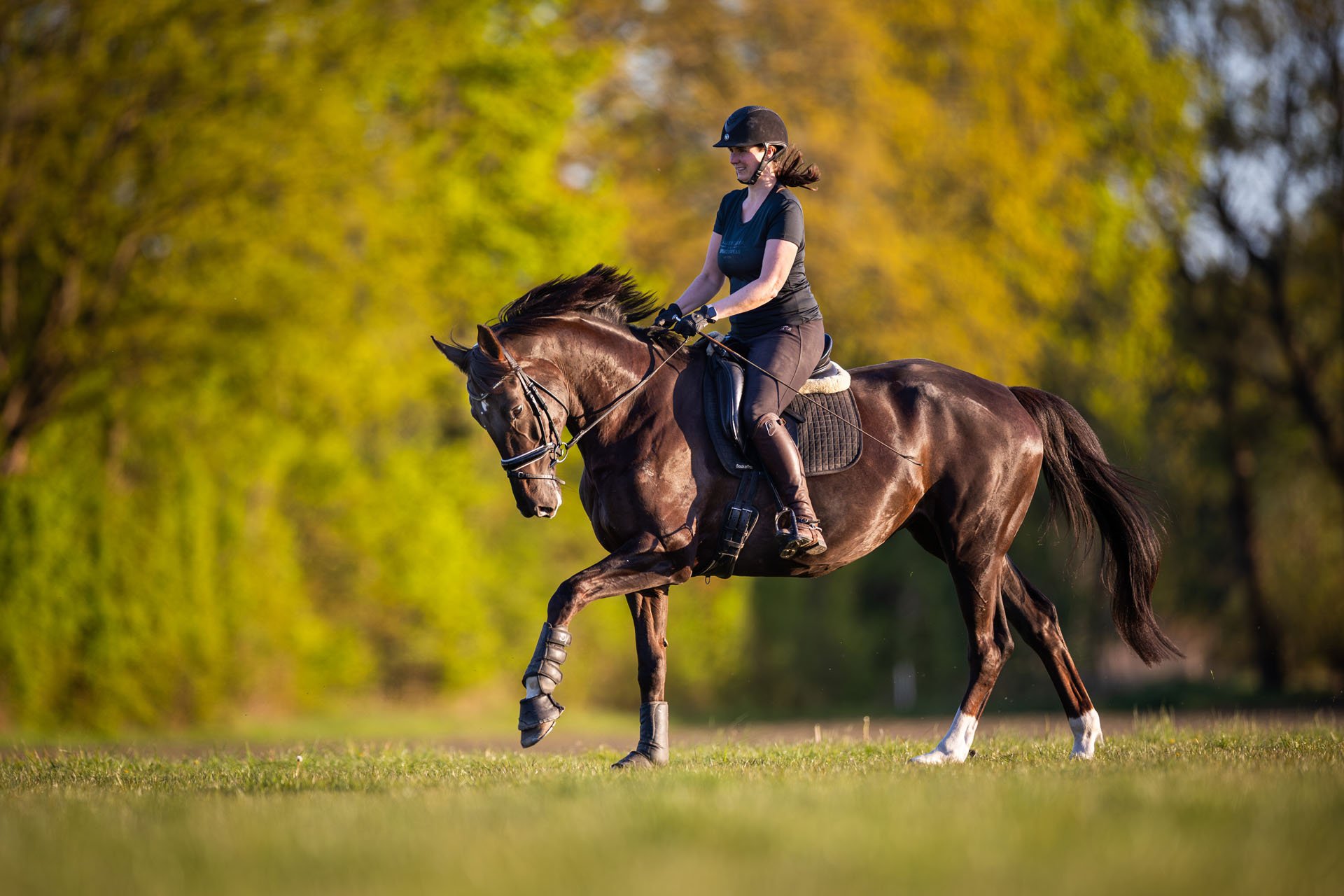 Schwarzes Pferd mit Reiterin reitet im Frühling und warmem Licht elegant über eine Wiese bei Hannover