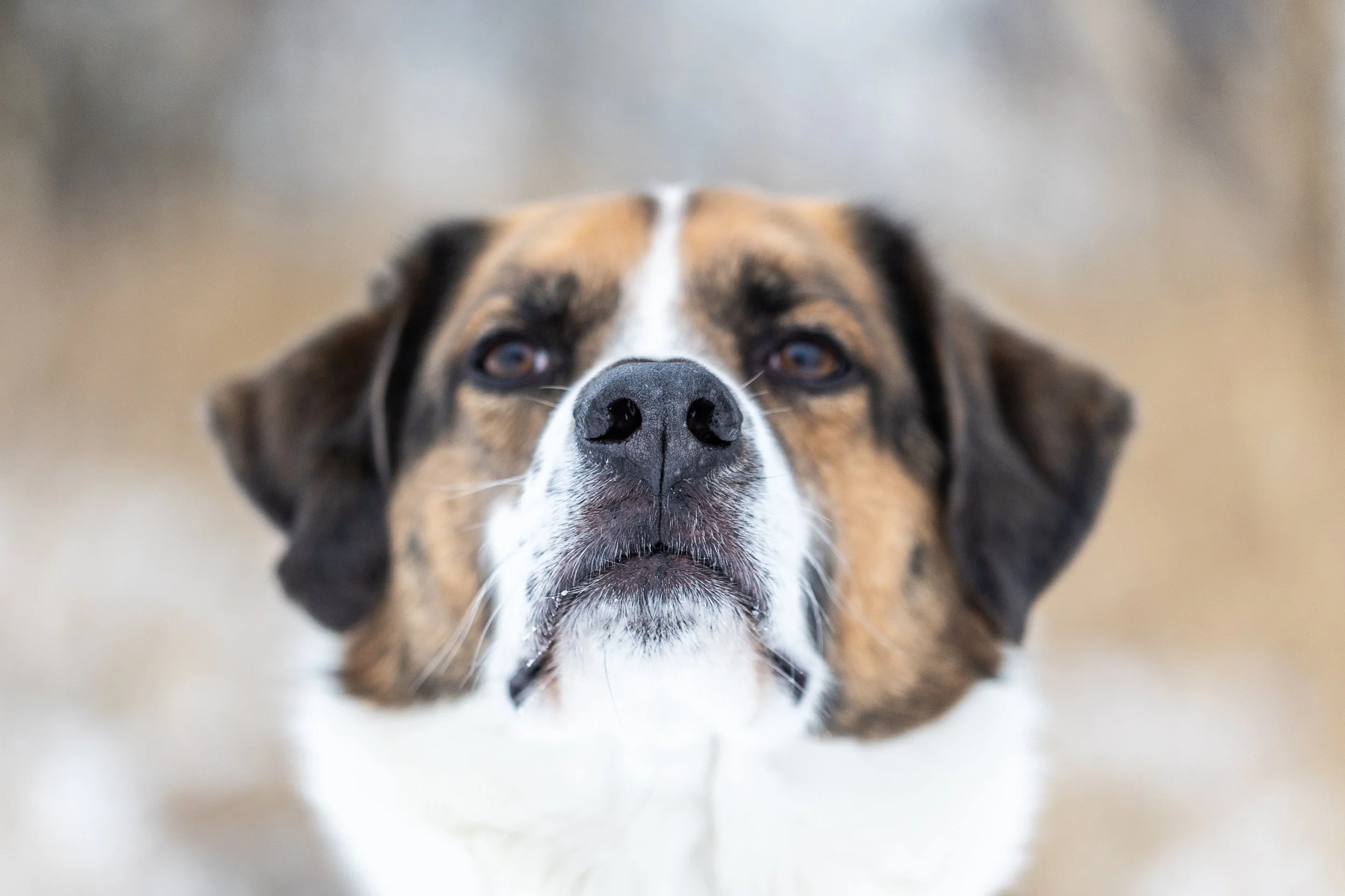 Nahaufnahme eines Hundes mit braun, schwarz und weißen Fellfarben, starrender Miene, vor unscharfem, beige-barbiellem Hintergrund im Winter in Hannover.