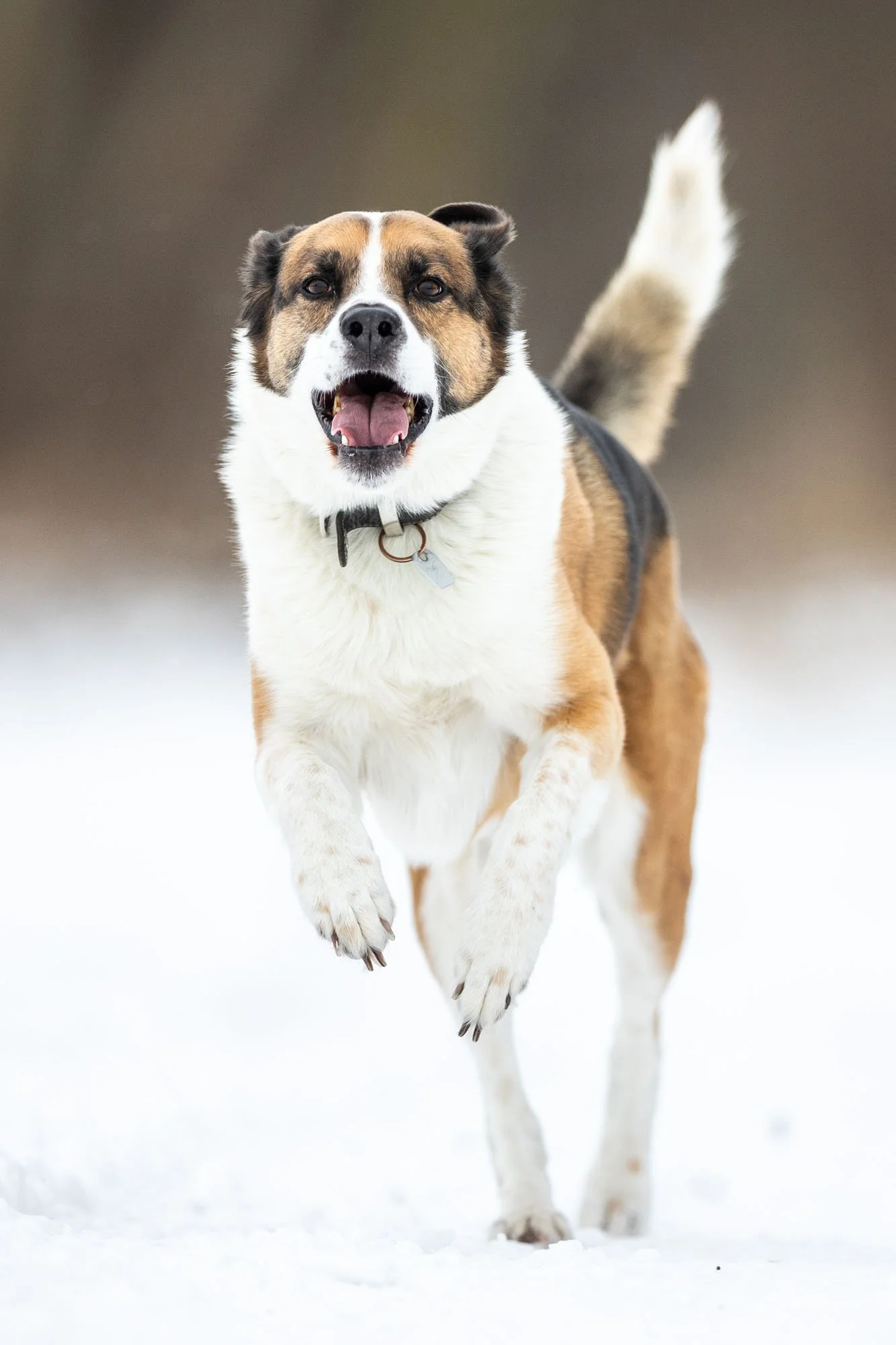 Hund mit braunem und weißem Fell läuft über eine winterliche Wiese in Hannover