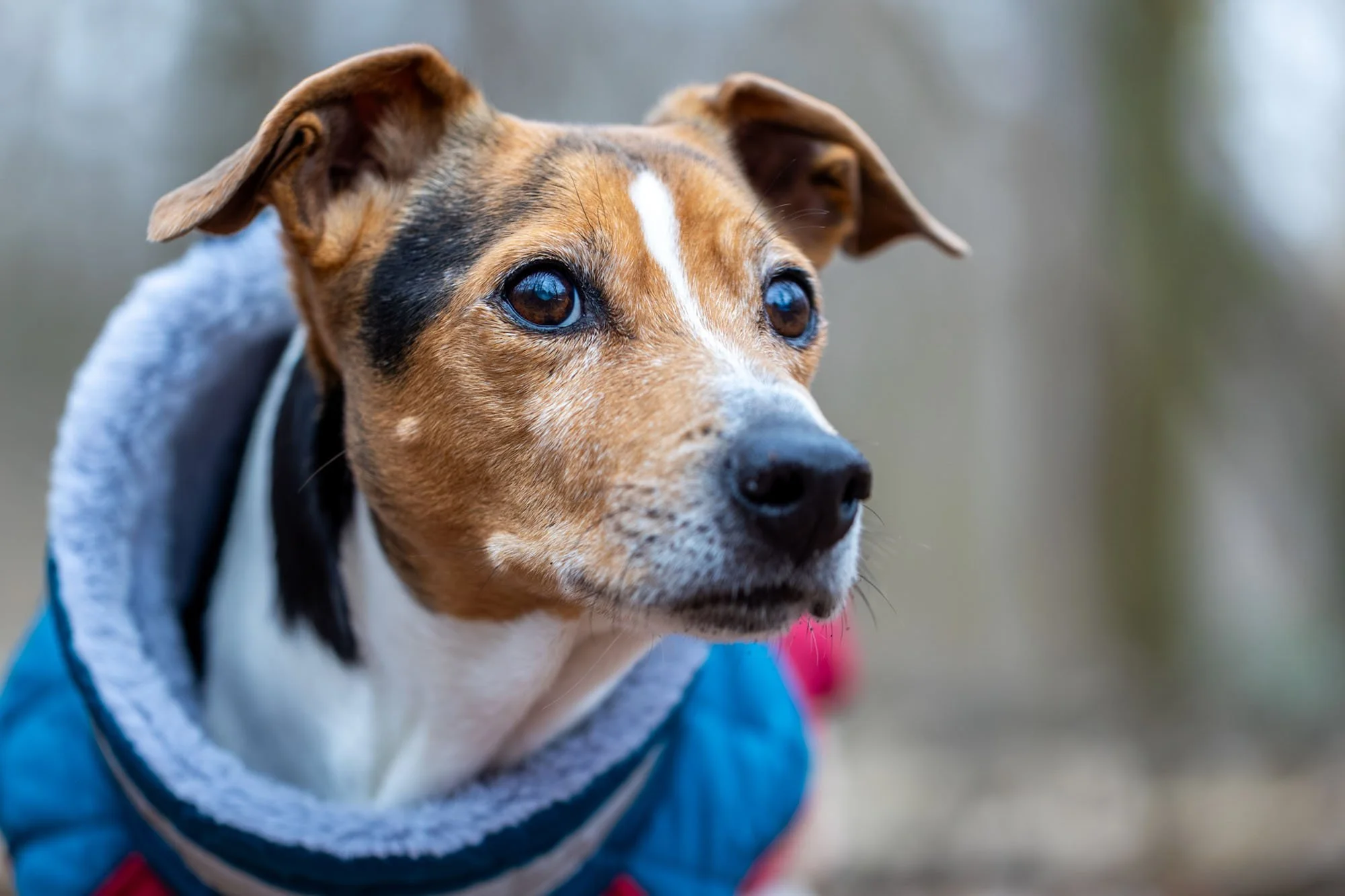 Jack Russel Terrier in Nahaufnahme in Hannover im Winter