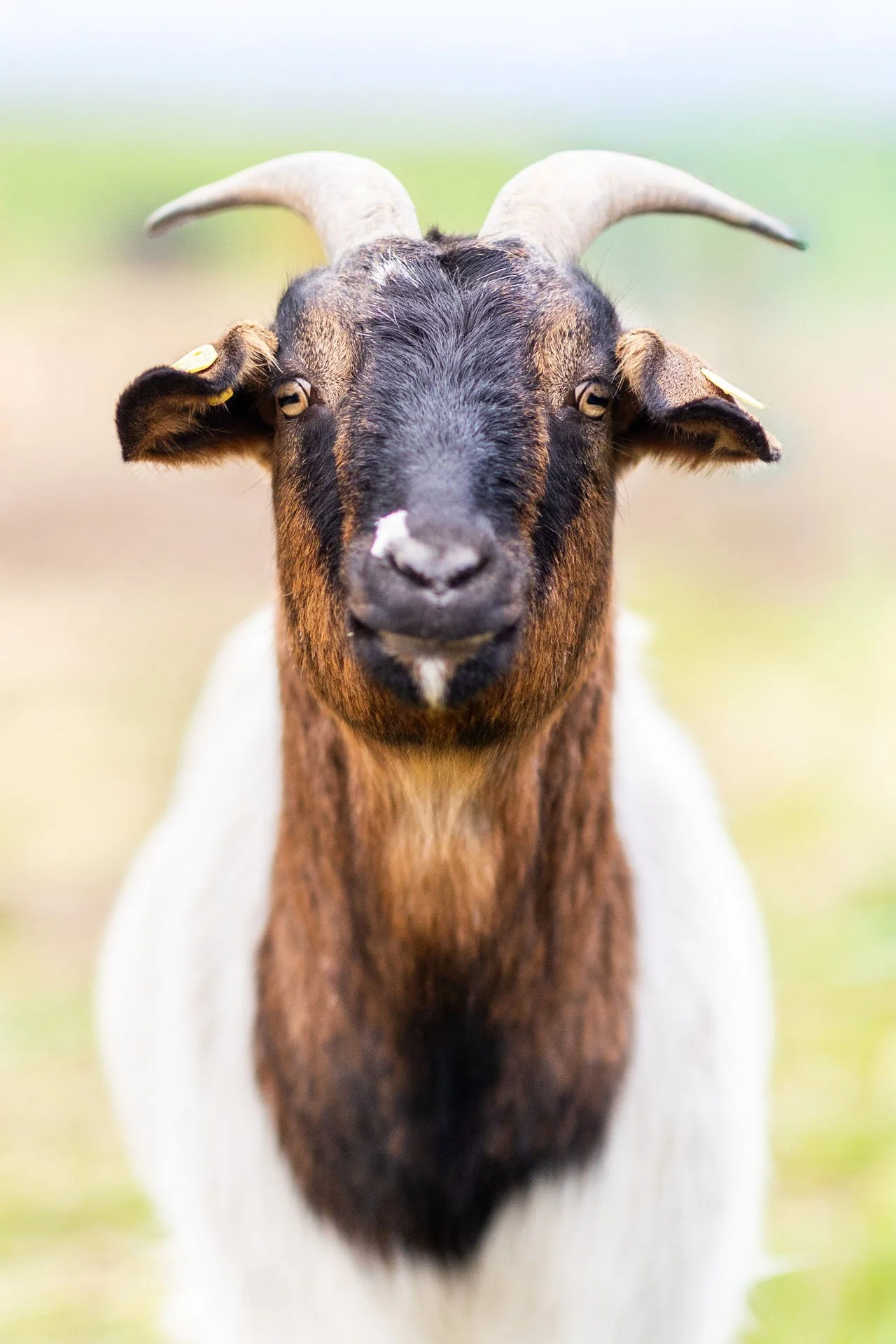 Ziegenbock frontal von vorne fotografiert mit einem unscharfen Hintergrund