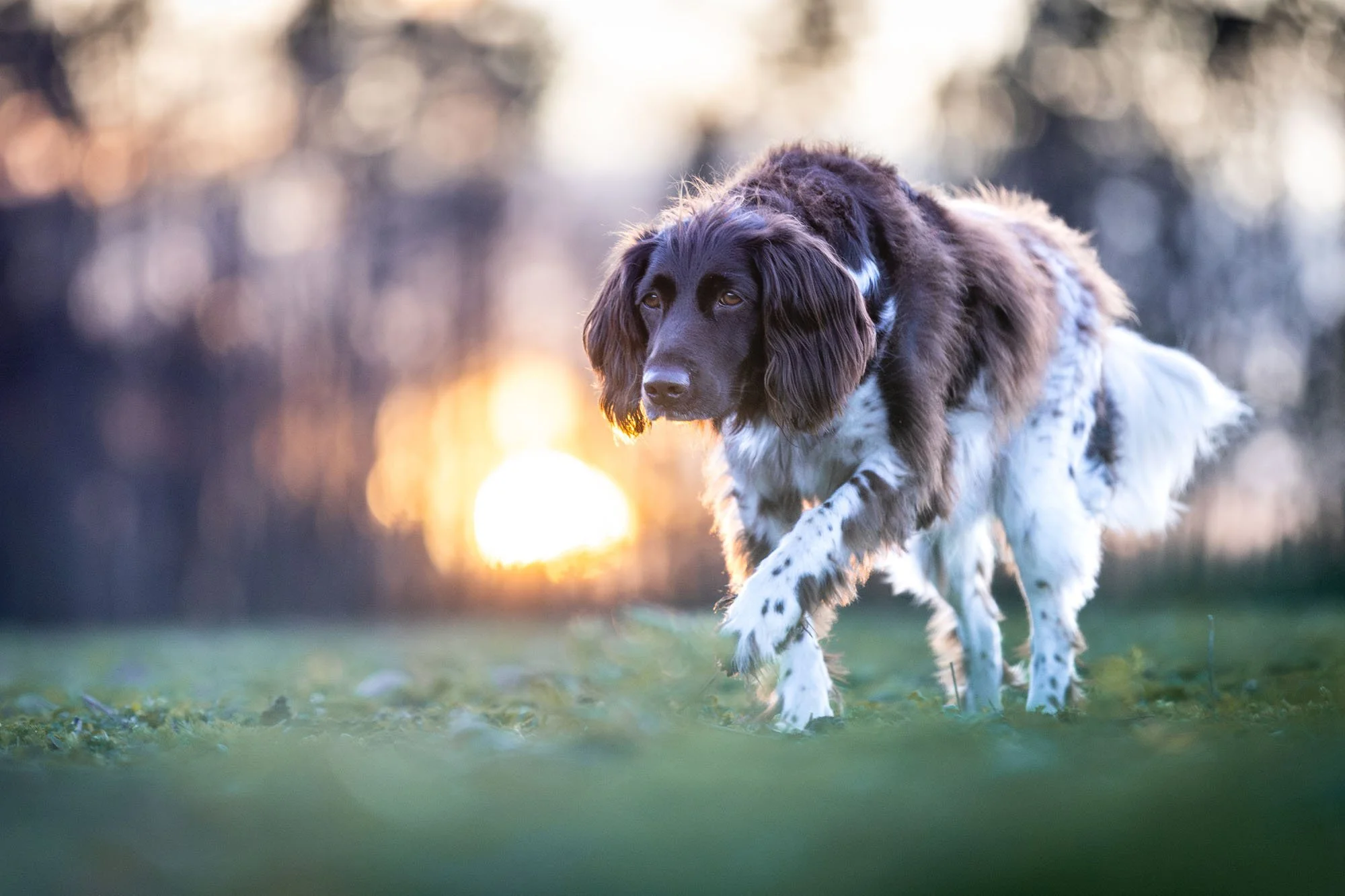 Münsterländer Jagdhund pirscht vor Sonnenuntergang in Hannover