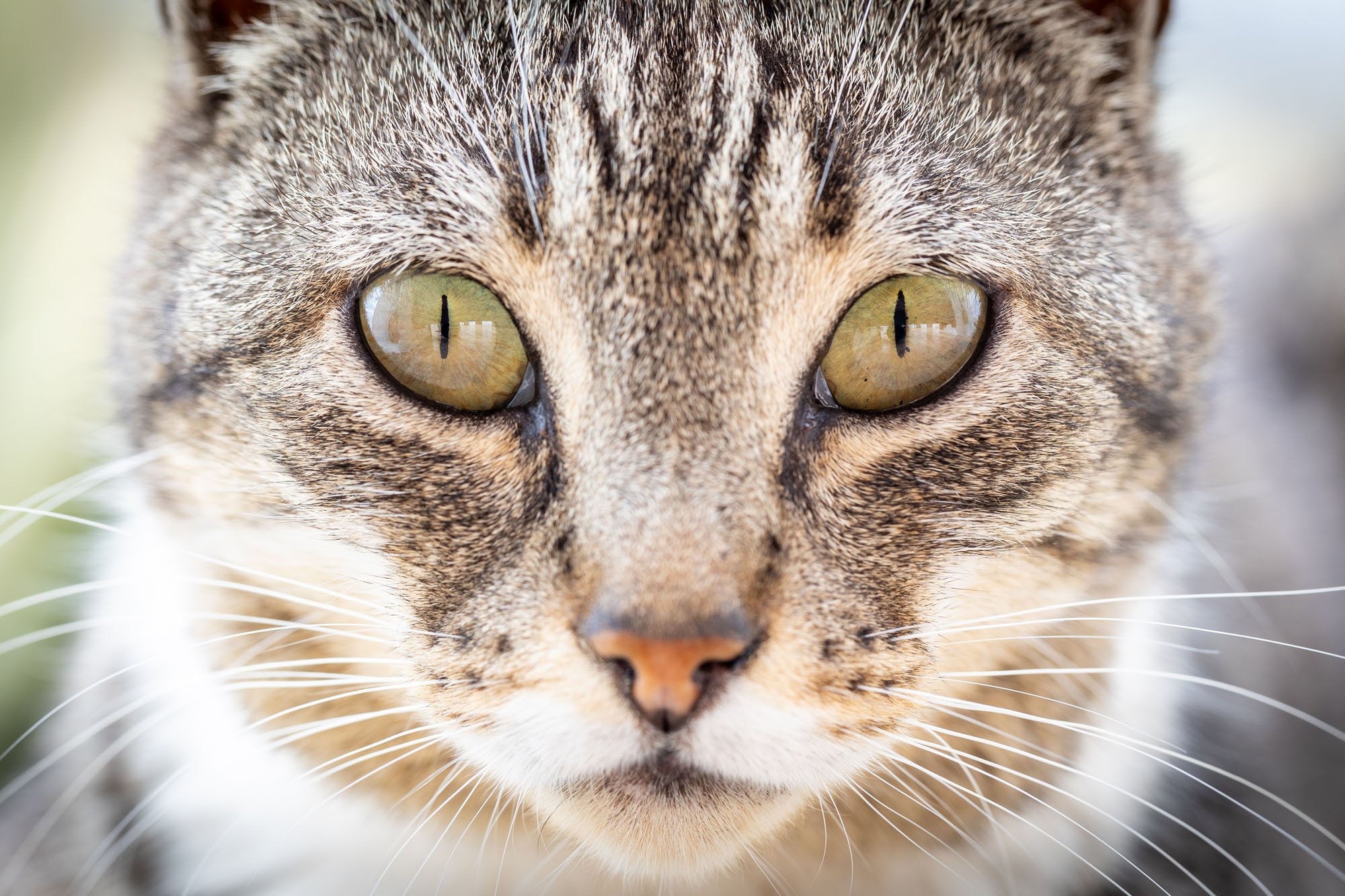 Getigerte Katze in Nahaufnahme guckt in die Kamera