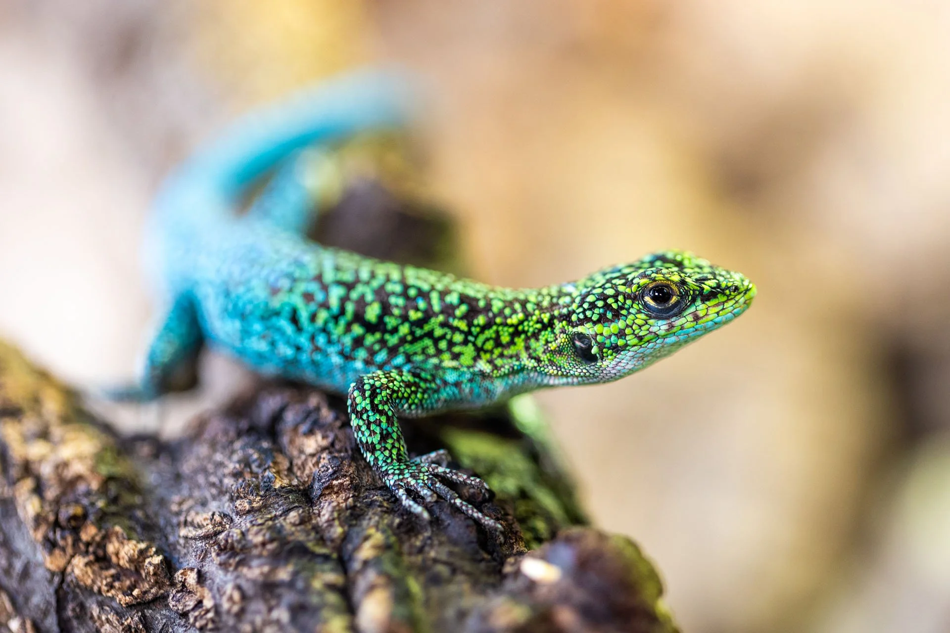 Bunte blau-grüne Eidechse sitzt auf einem Ast in einem Terrarium in Hannover