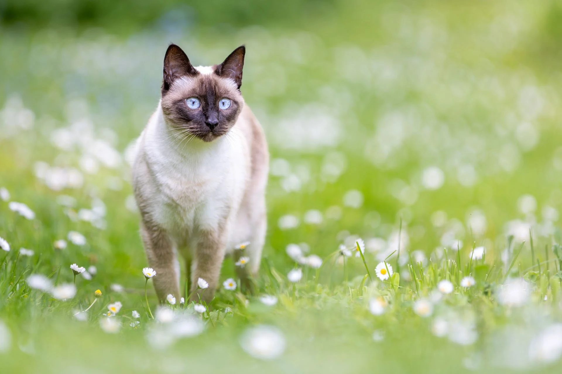 Siamkatze steht in einem Blütenmeer mit vielen Gänseblümchen