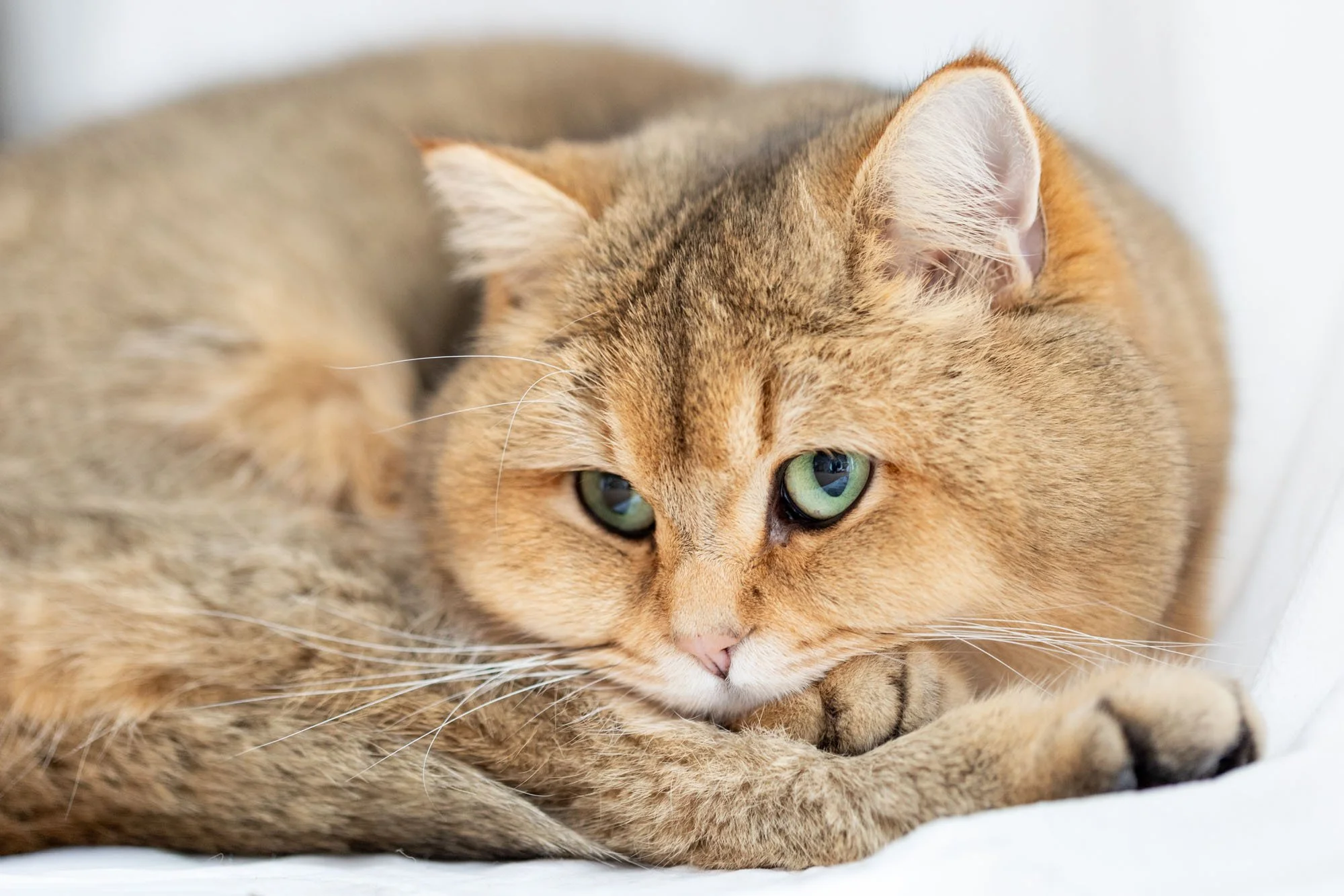 Braune Britsch Kurzhaar Katze liegt zusammengerollt auf dem Boden