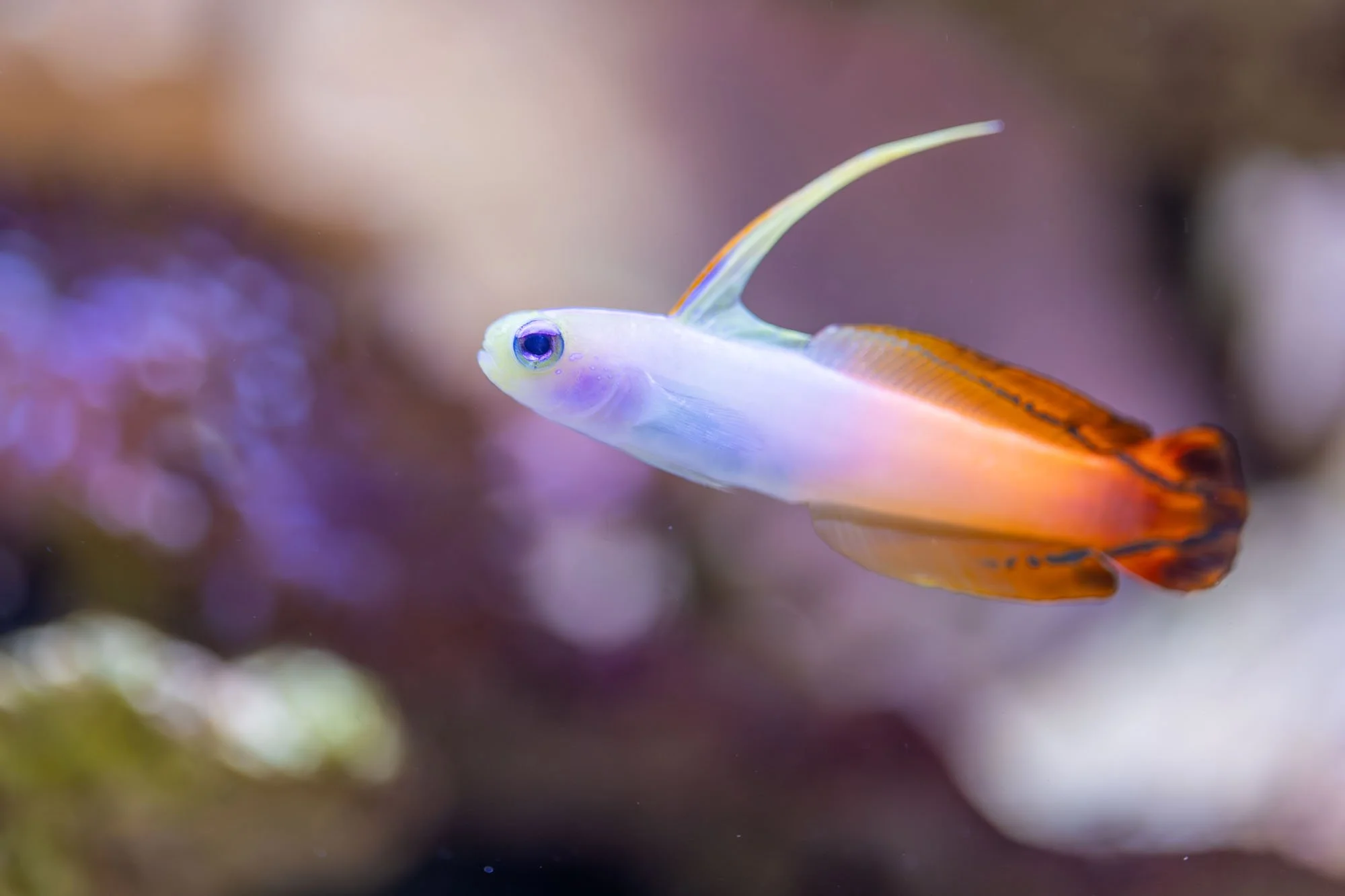 Grundel in einem Meerwasseraquarium vor Korallen in Hannover