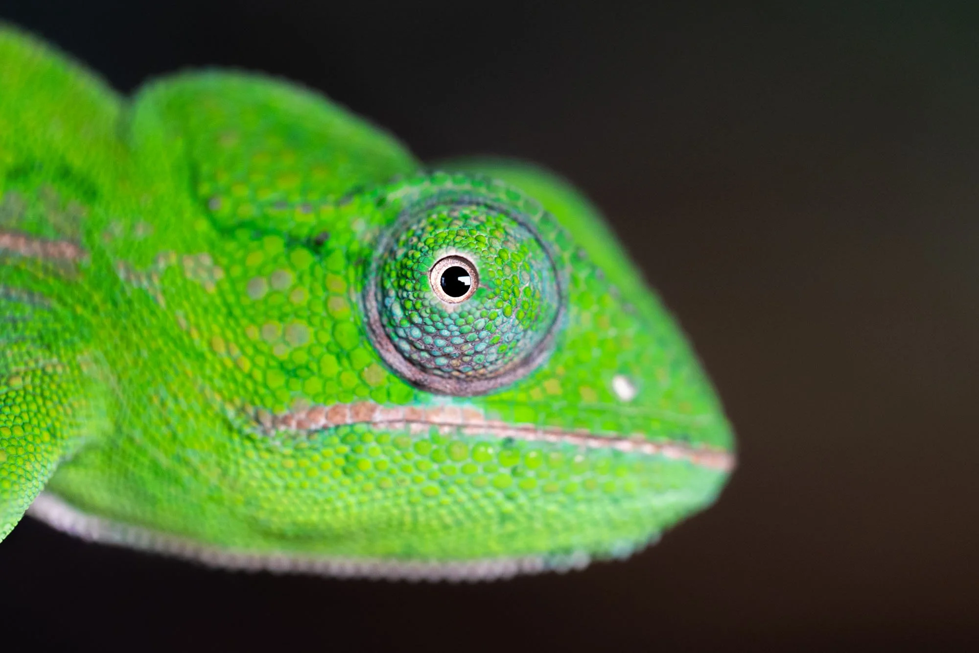 Grünes Chamäleon in Nahaufnahme in einem Terrarium in der Region Hannover
