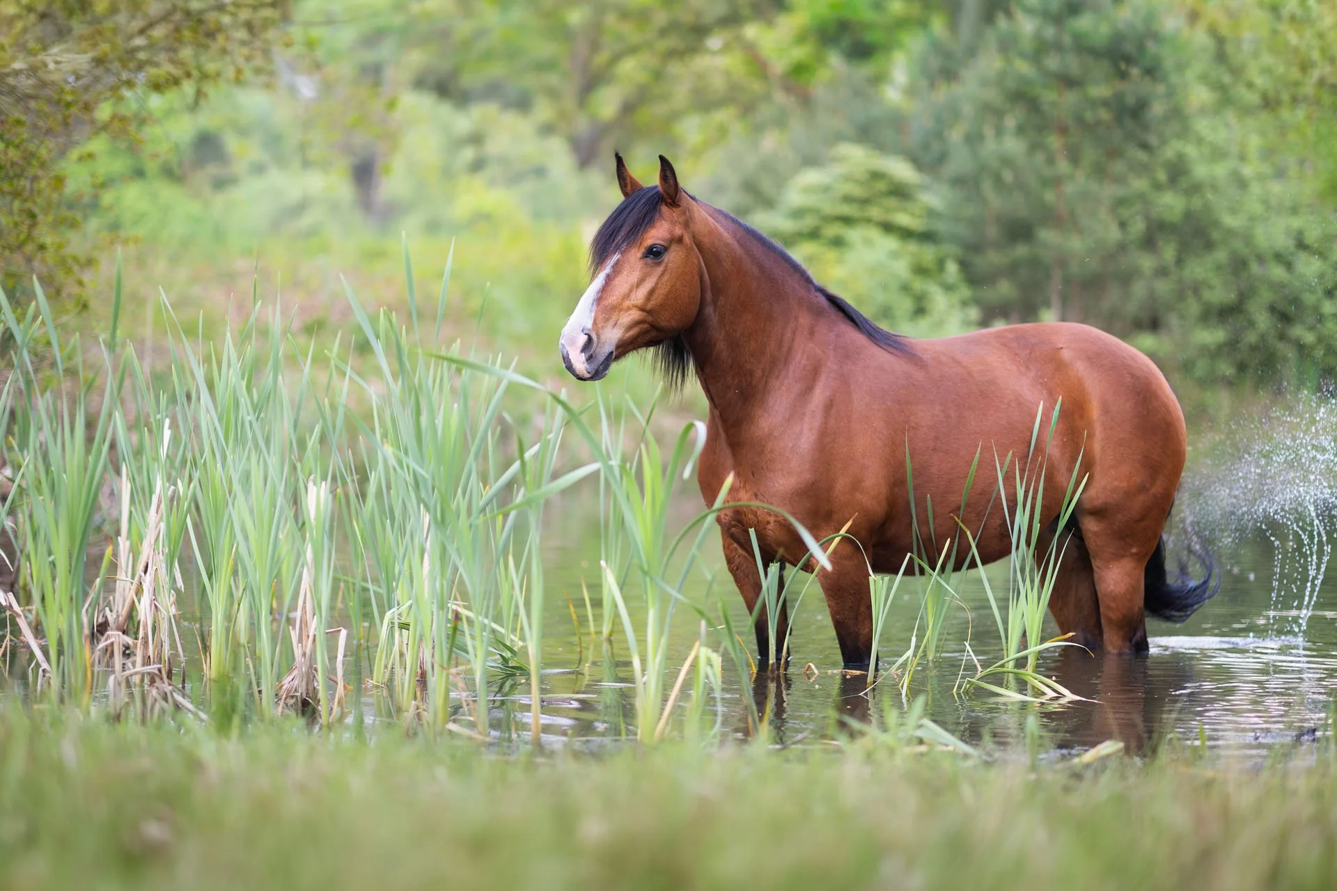 Braune Fuchsstute steht in einem Teich vor einem Wald.