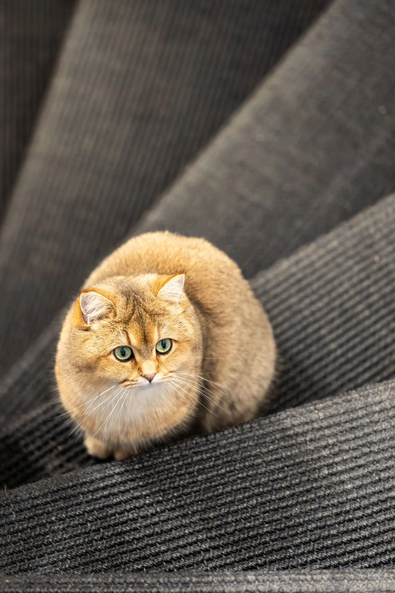 Braune Britisch Kurzhaar Katze sitzt auf einer schwarzen Treppe in einem Haus in Hannover