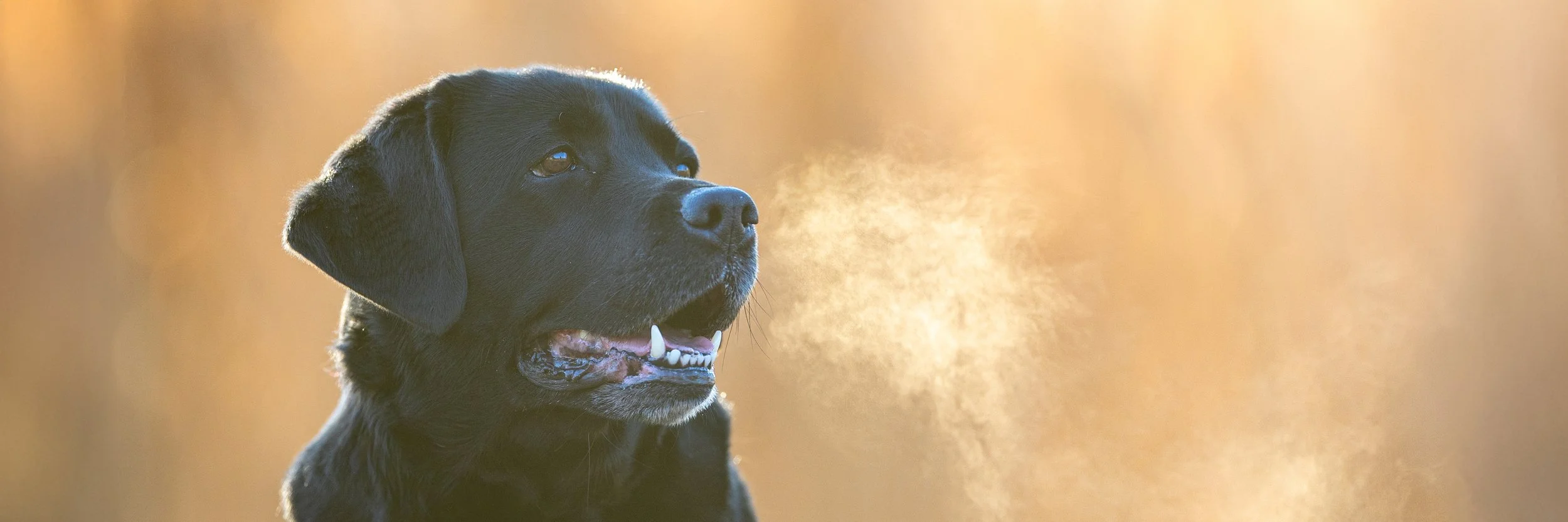 Ein schwarzer Labrador-Hund sitzt nachdenklich mit offenen Maul, im Sonnenlicht, unscharfer Hintergrund mit sichtbarem Atem in  Hannover.