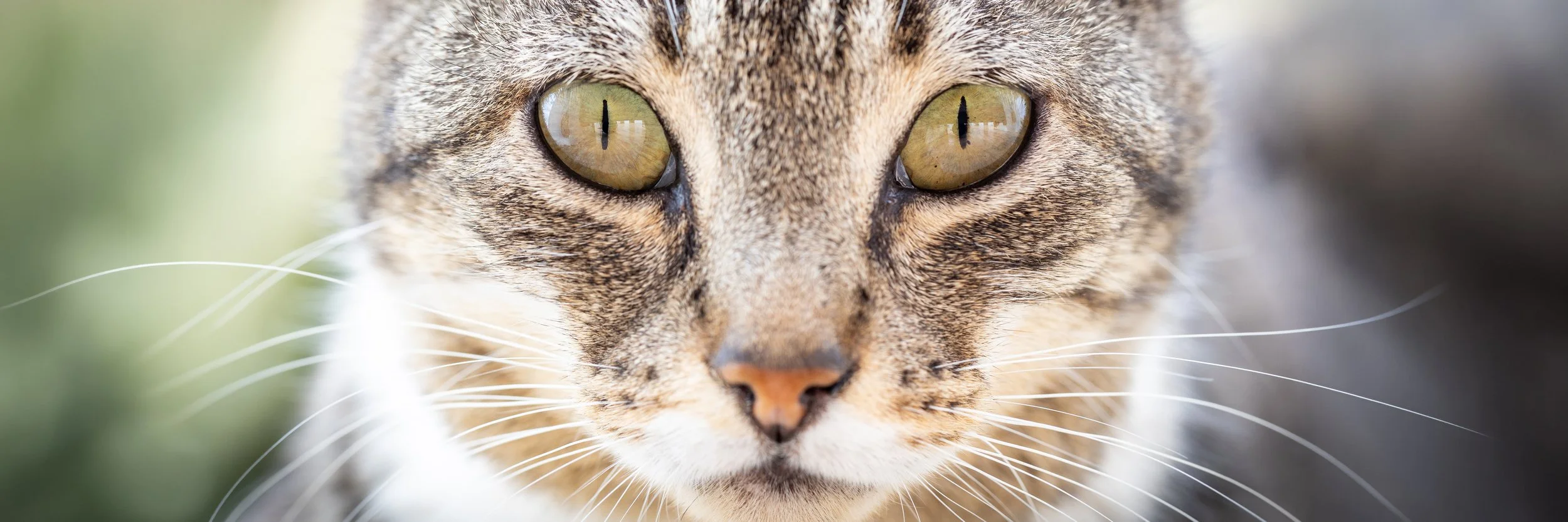 Nahaufnahme eines Katzenkopfes mit gelben Augen und braun-getigertem Fell im Sommer in einem Garten in Hannover.
