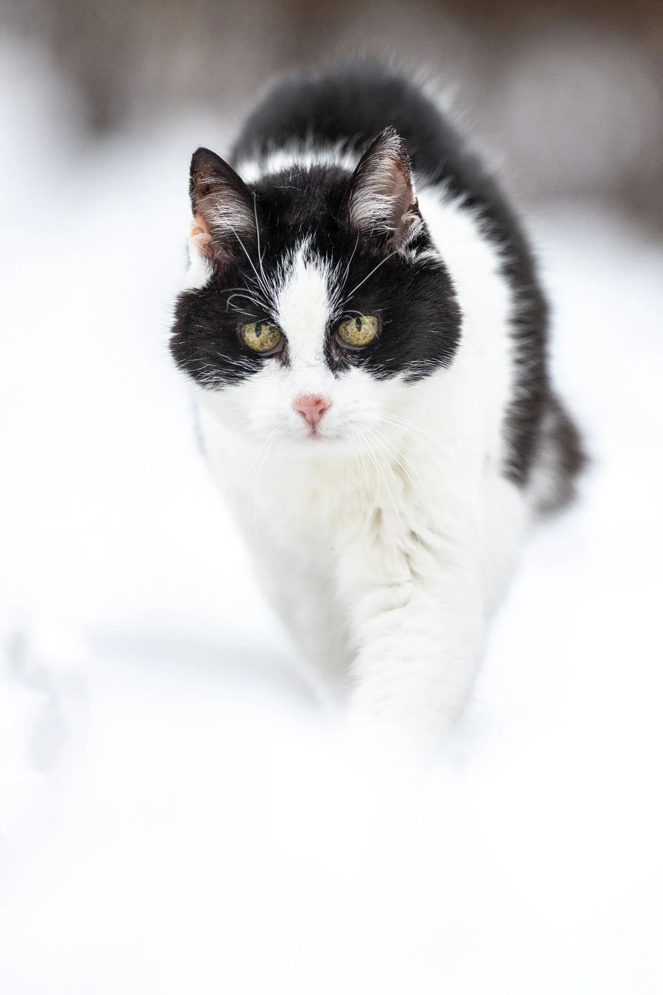 Schwarz Weiße Katze läuft durch einen verschneiten Garten in Hannover