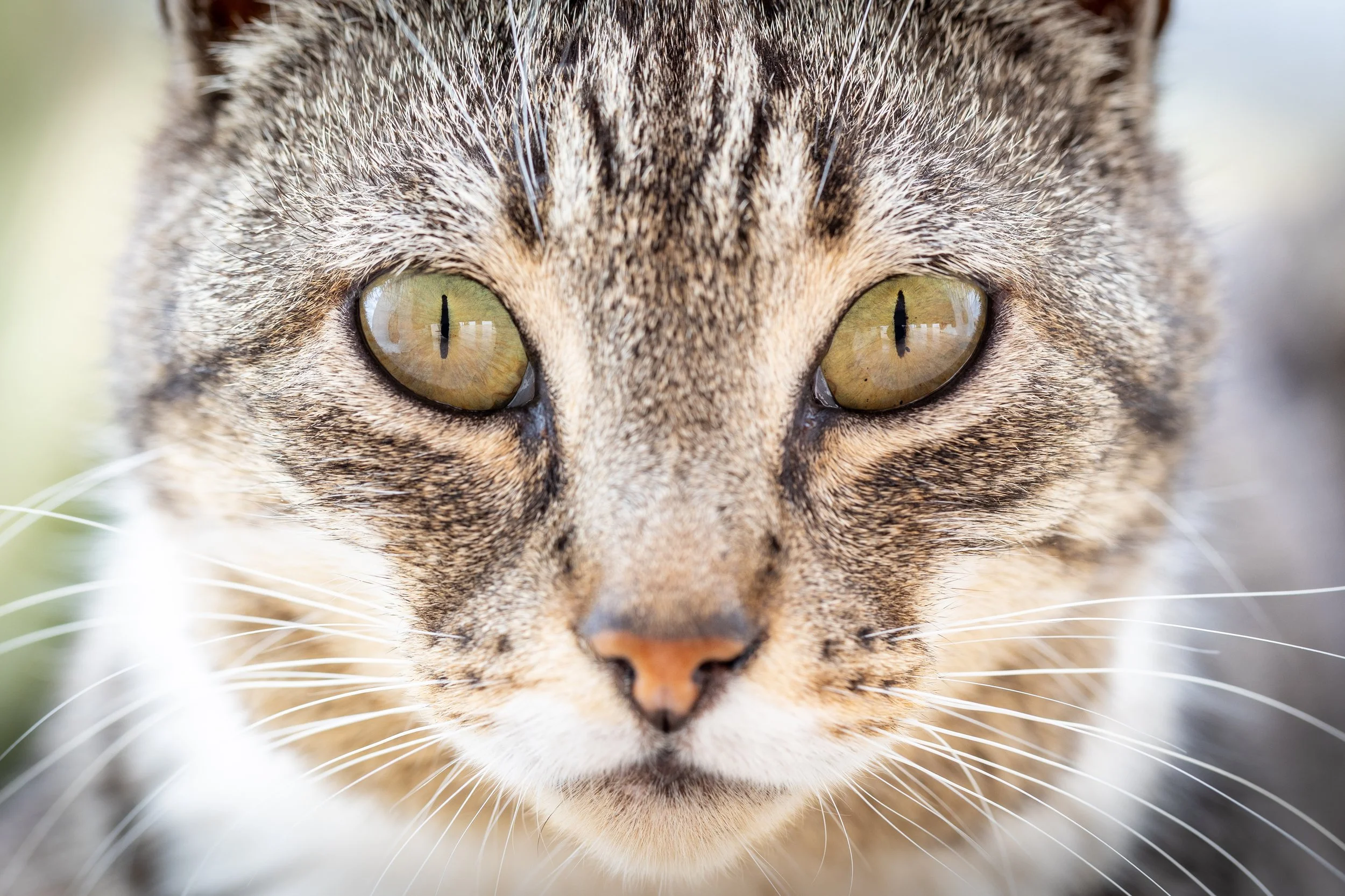 Nahaufnahme eines Katzenkopfes mit gelben Augen und braun-getigertem Fell im Sommer in einem Garten in Hannover.