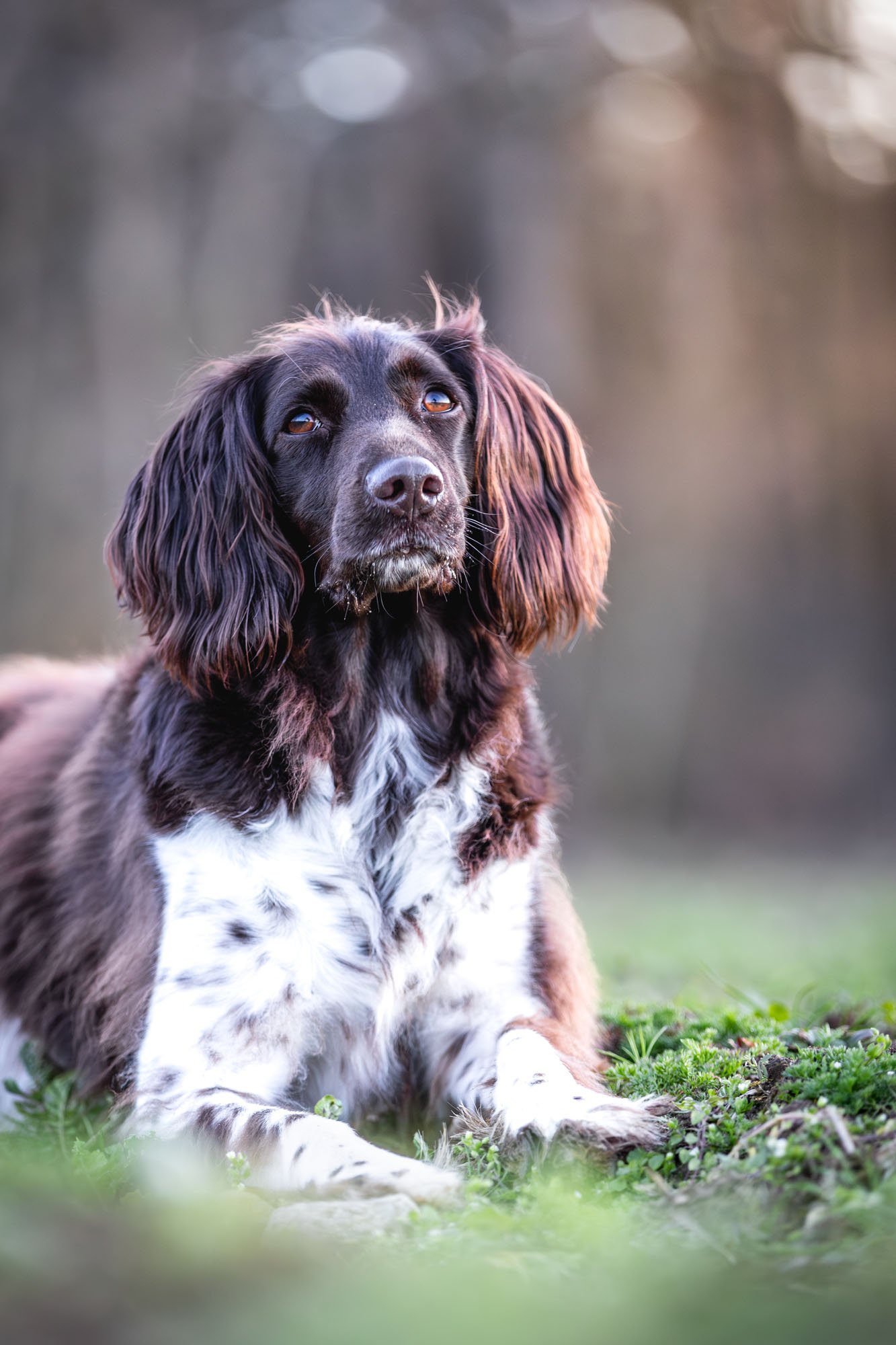 Münsterländer Jagdhund liegt aufmerksam auf einer Wiese in der Eilenriede in Hannover
