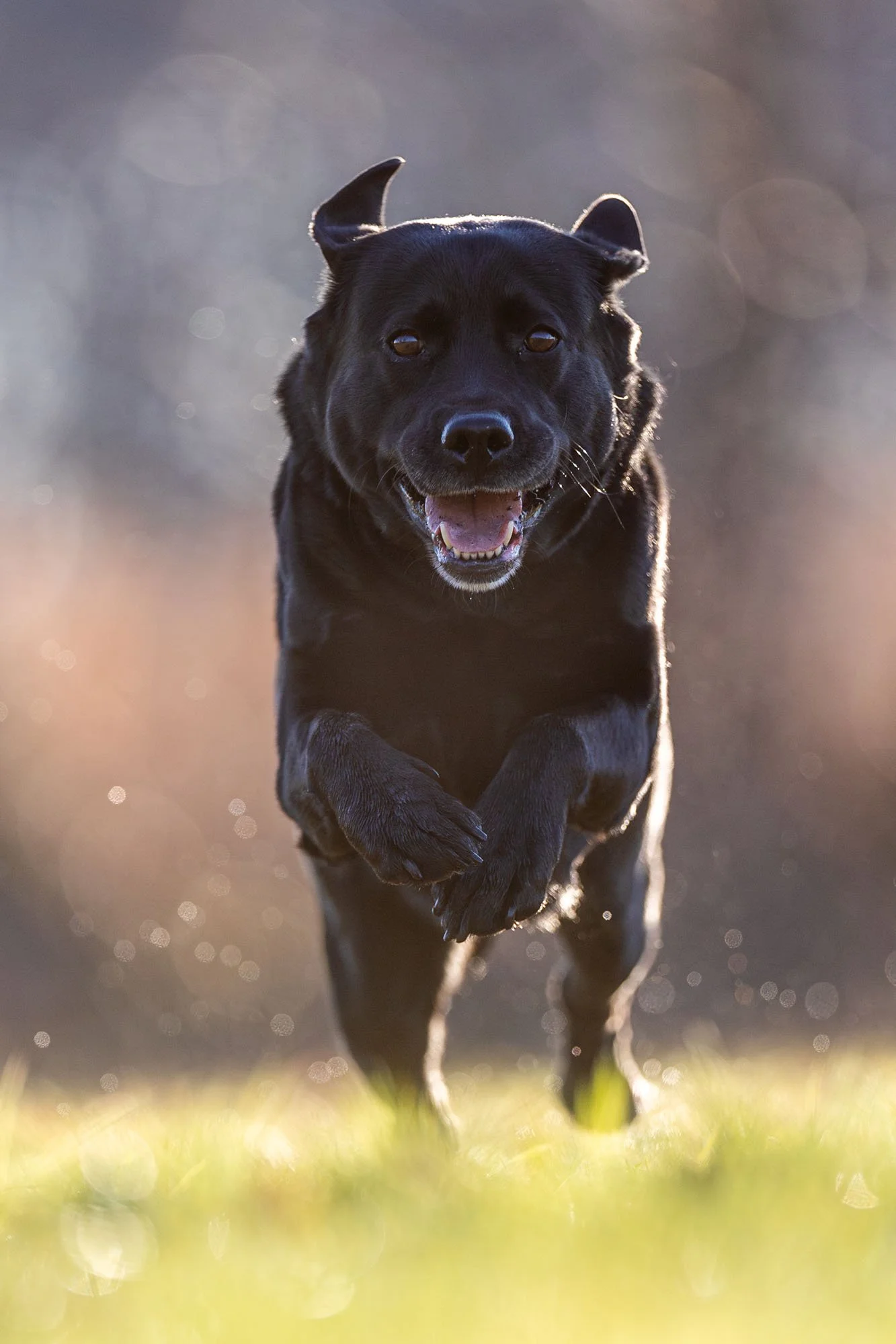 Schwarzer Labrador läuft im weichen Licht gerade auf den Fotografen in Hannover zu