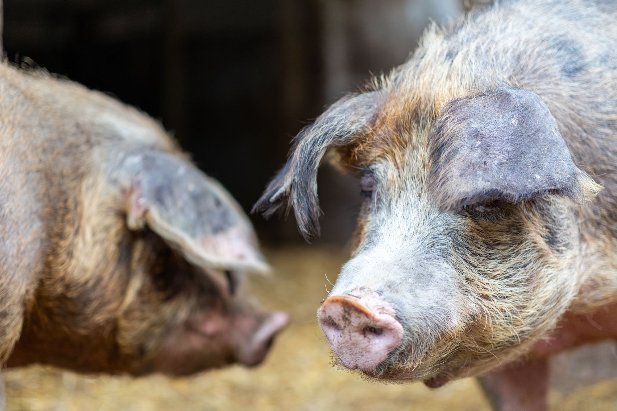 Zwei Schweine vor ihrem Stall auf Strohboden