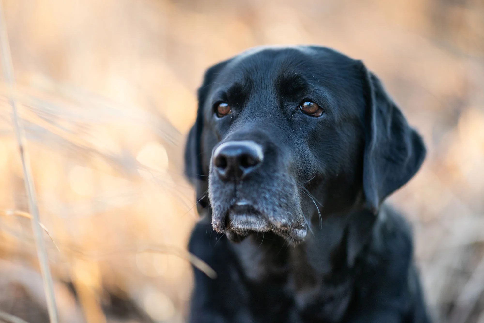 Schwarzer Labrador im Portrait umgeben von weichem gelbem Hintergrund im Stadtwald von Hannover