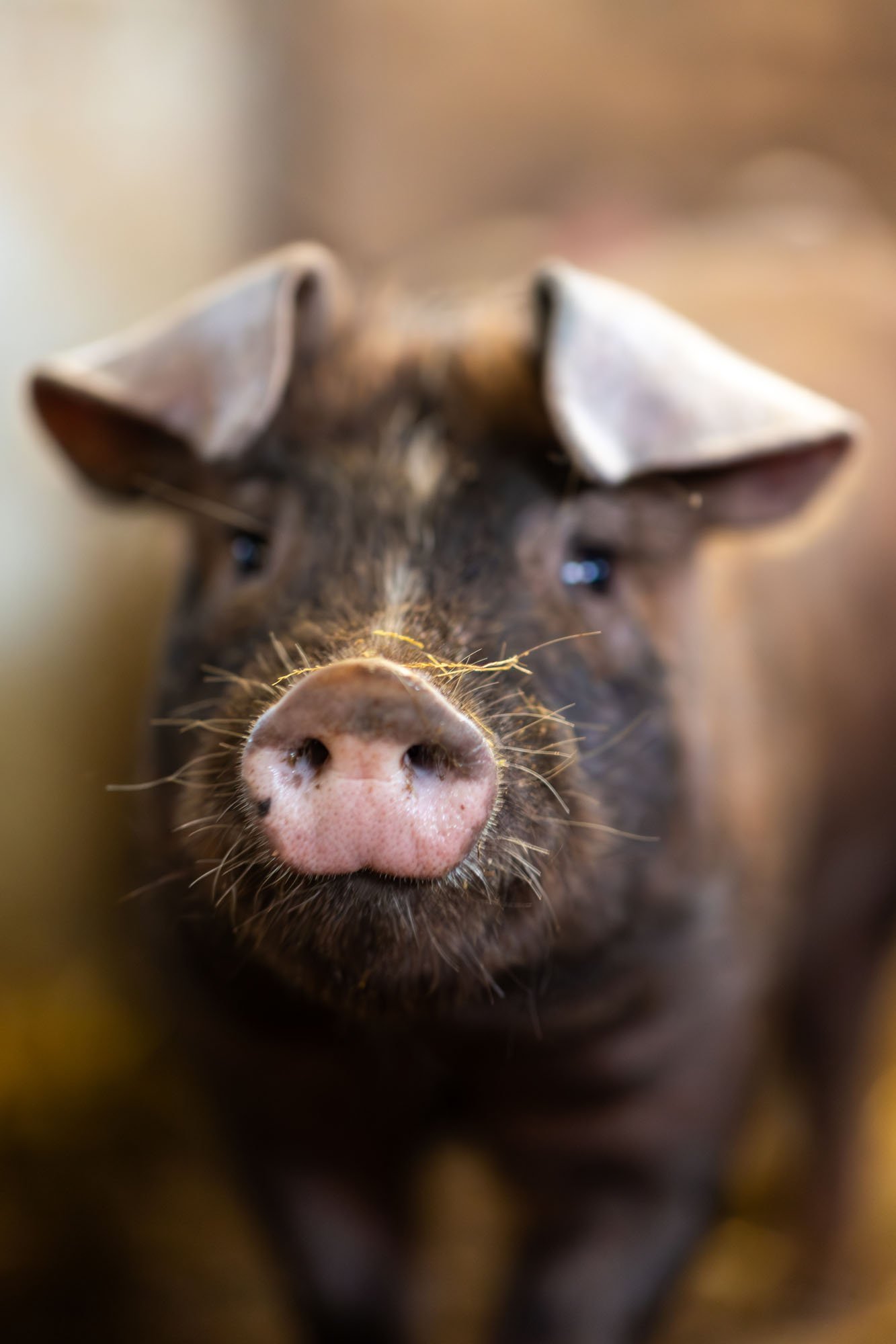Ein Schwein im Stall frontal fotografiert in der Region Hannover