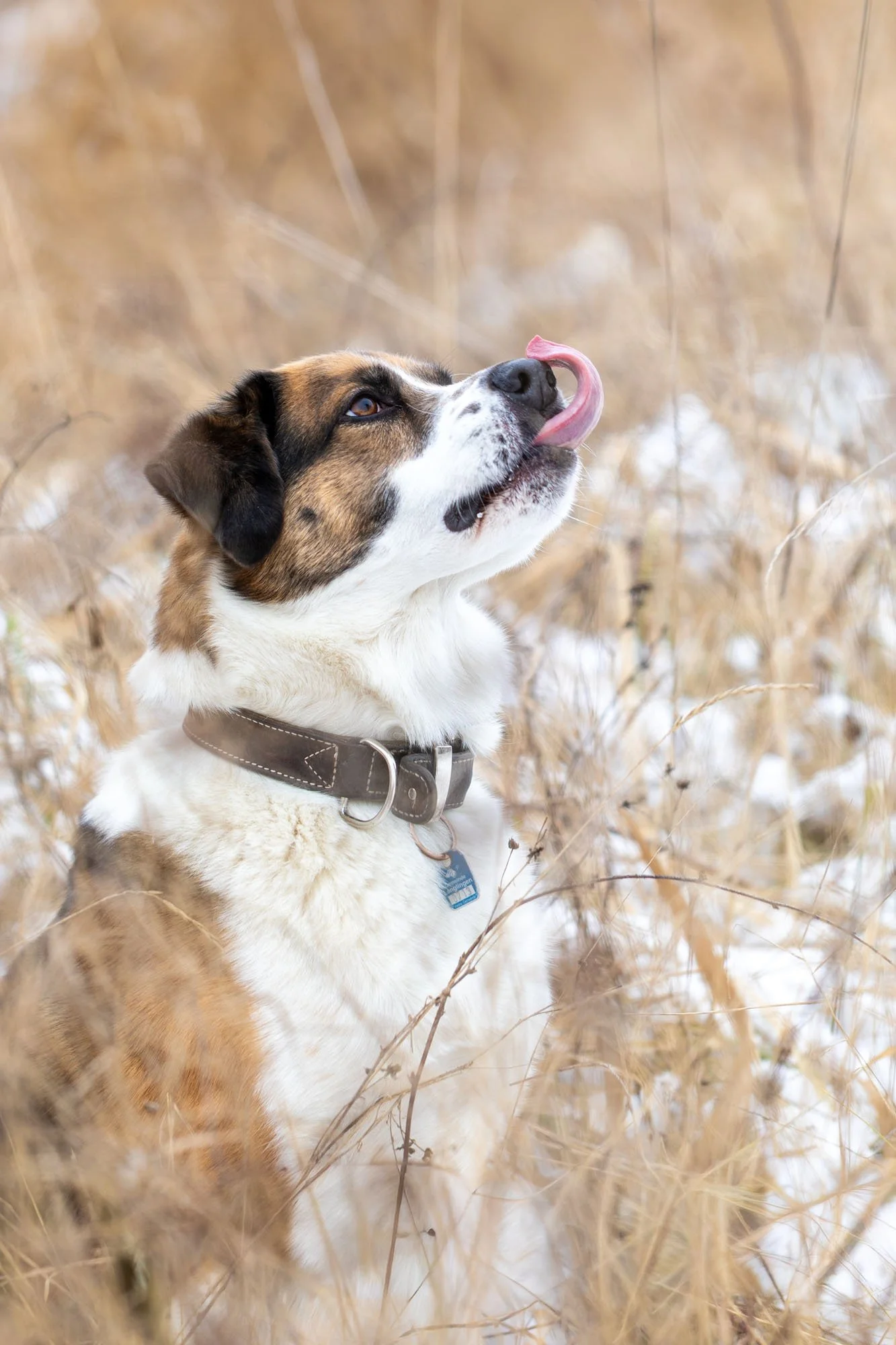 Hund mit braunem und weißem Fell sitzt auf einer winterlichen Wiese in Hannover und streckt die Zunge heraus