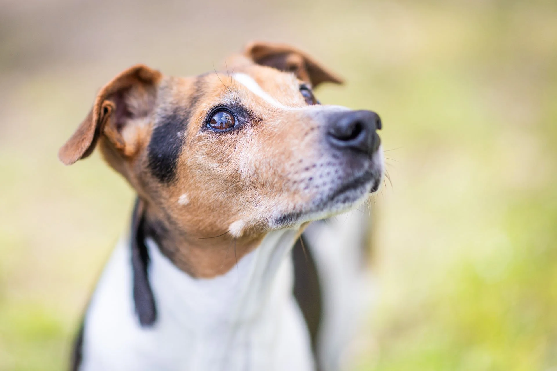 Jack Russel Terrier Jagdhund guckt hoch zum Herrchen und guckt aufmerksam