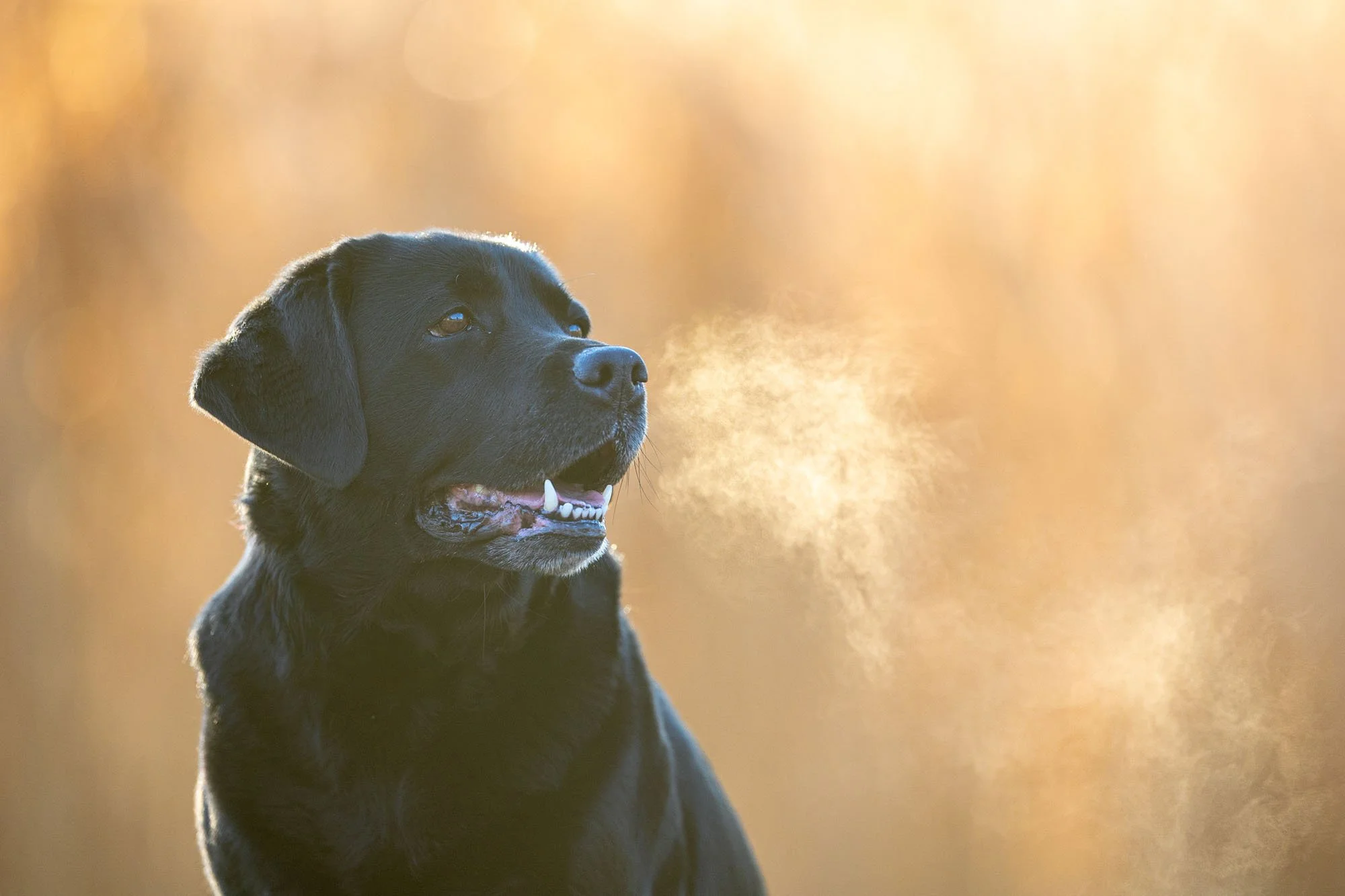 Schwarzer Labrador sitzt im Gegenlicht vor hellem Hintergrund mit sichtbarem Atem in Hannover