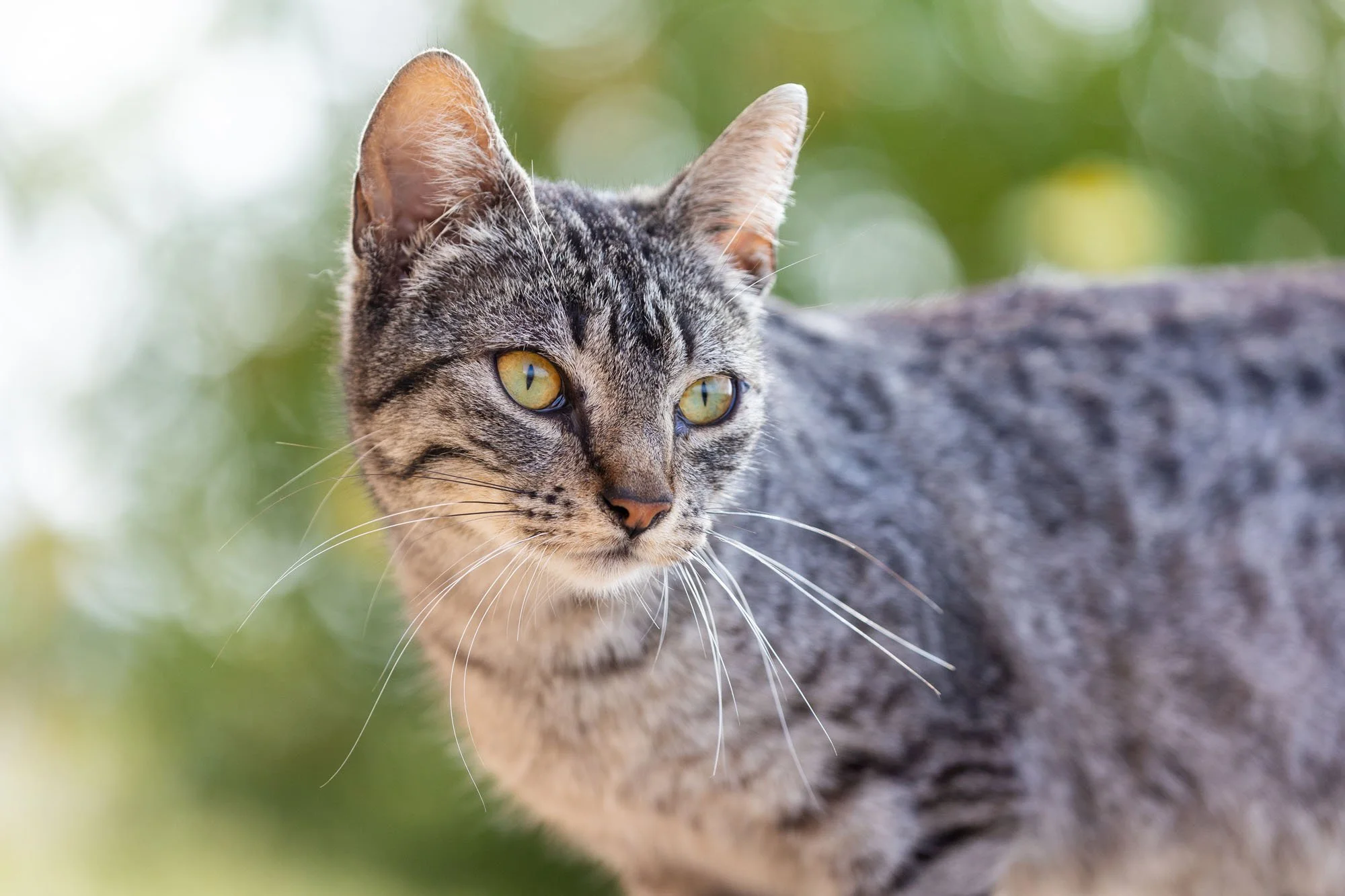 Getigerte Katze in einem grünen Garten in Hannover