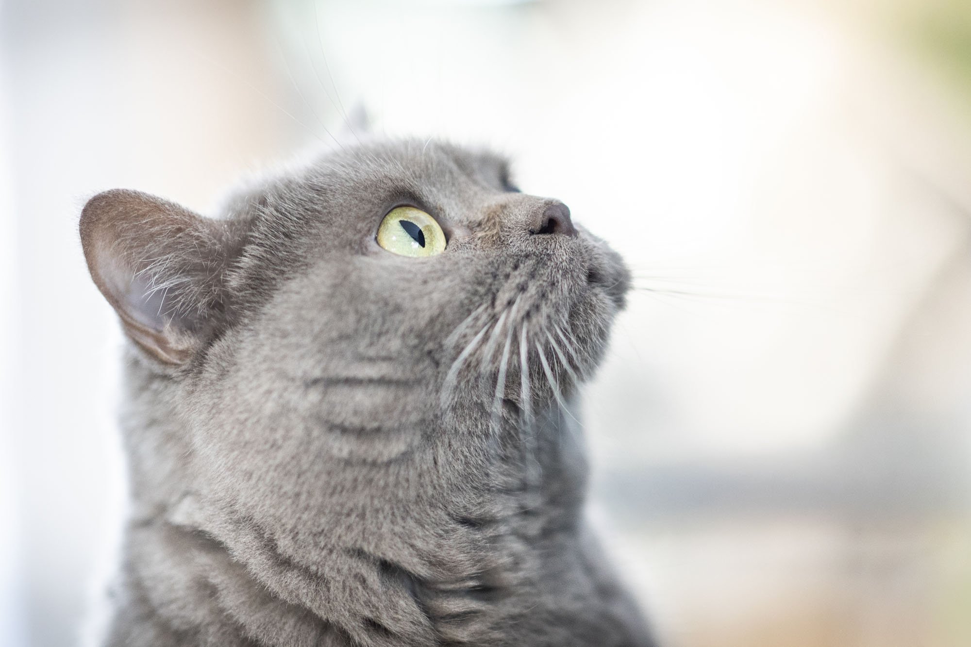 Graue Britisch Kurzhaar Katze im Profil