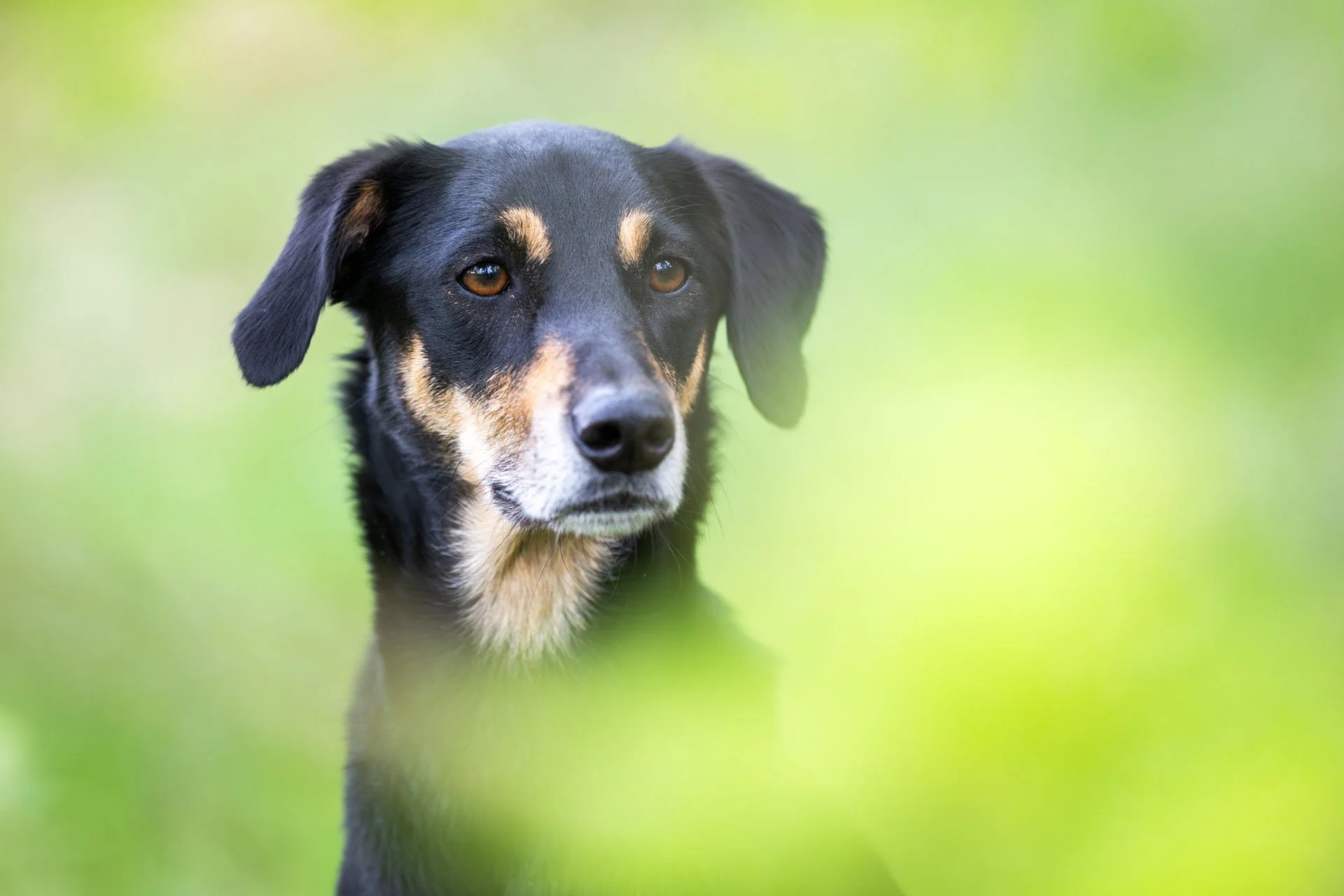 Hundeportrait eingebettet von weichen Grüntönen