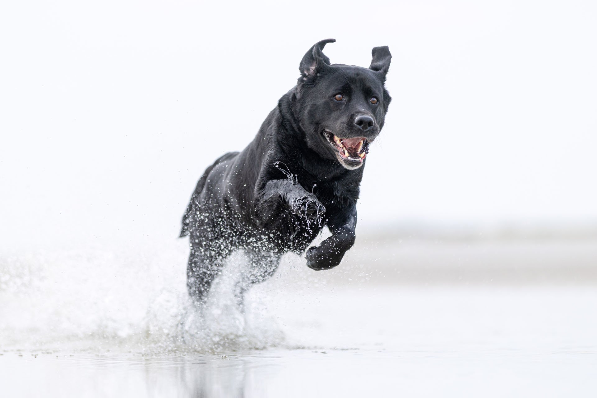Schwarzer Labrador springt durch Wasser und wühlt viele Tropfen auf