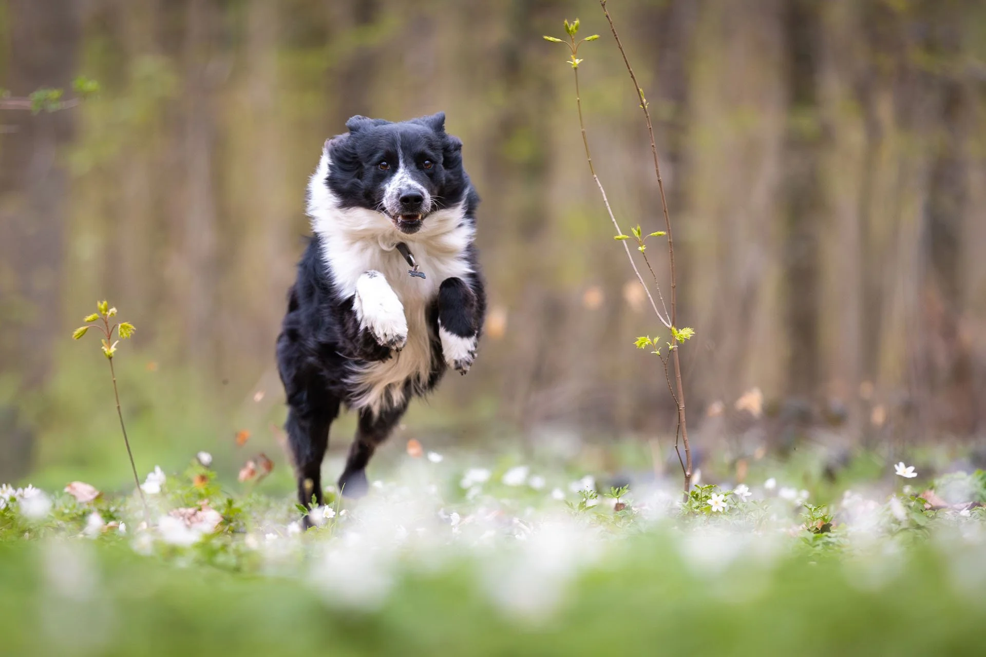 Schwarz weißer Collie springt durch ein Blütenmeer aus Buschwindröschen in der Eilenriede in Hannover