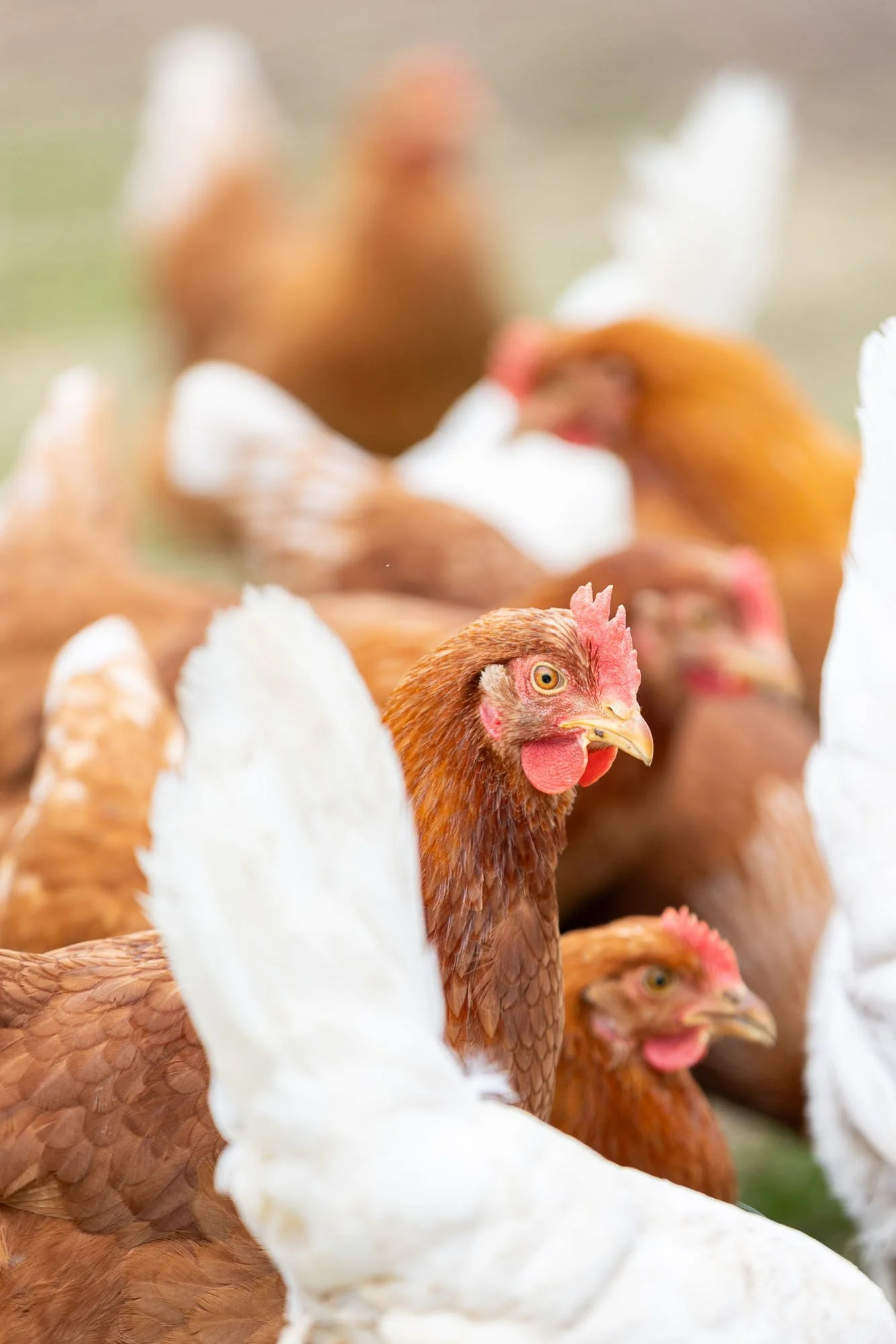 Dicht stehende Hühner auf einer Wiese in Hannover