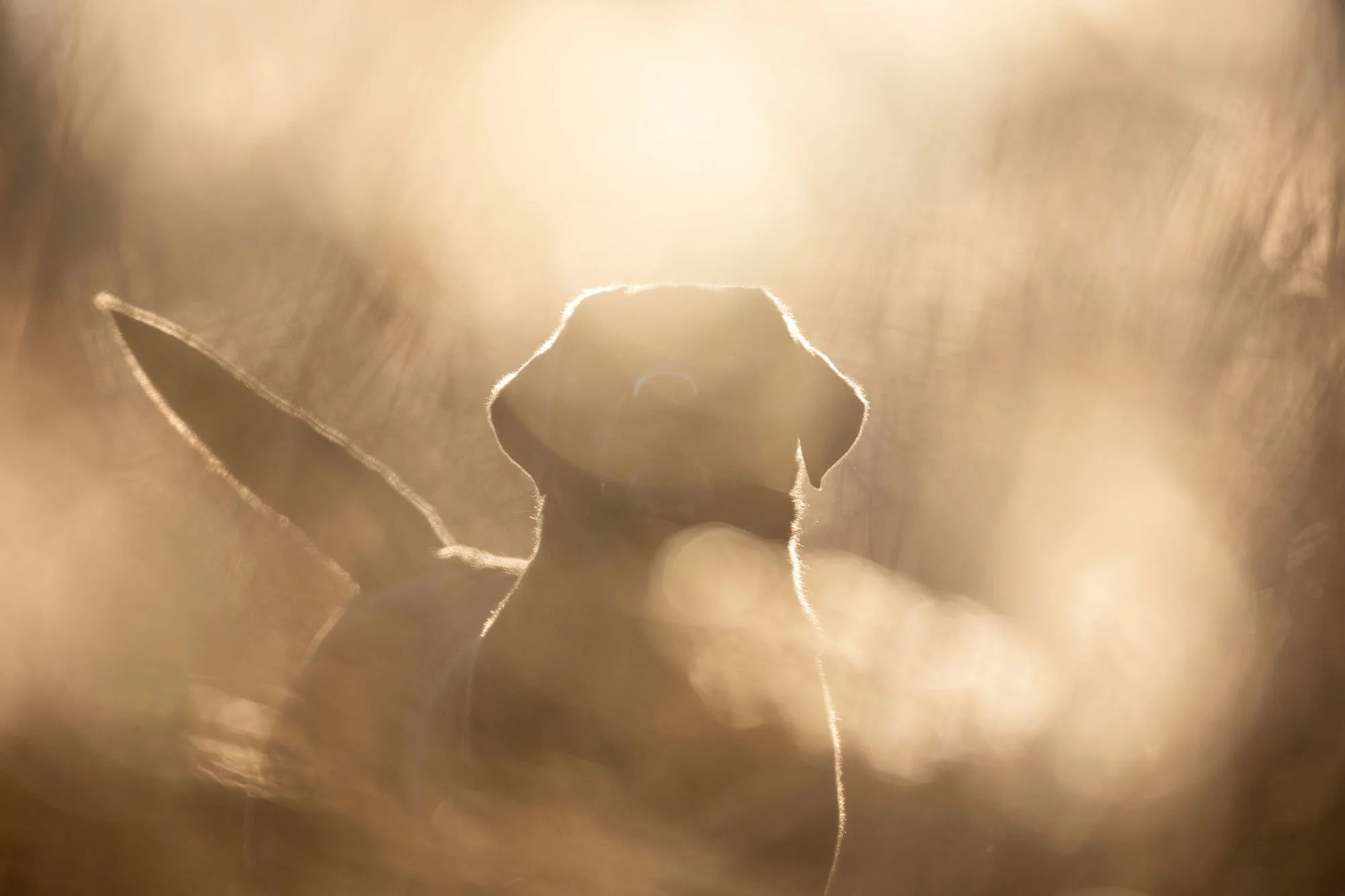 Schwarzer Labrador guckt im Gegenlicht von Hannover nach oben und wedelt mit dem Schwanz