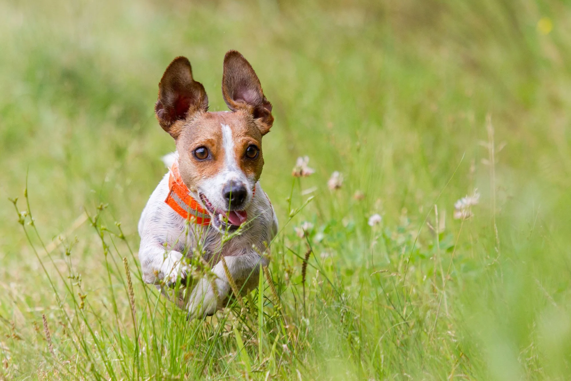 Jack Russel Terrier läuft über grüne Wiese in Hannover