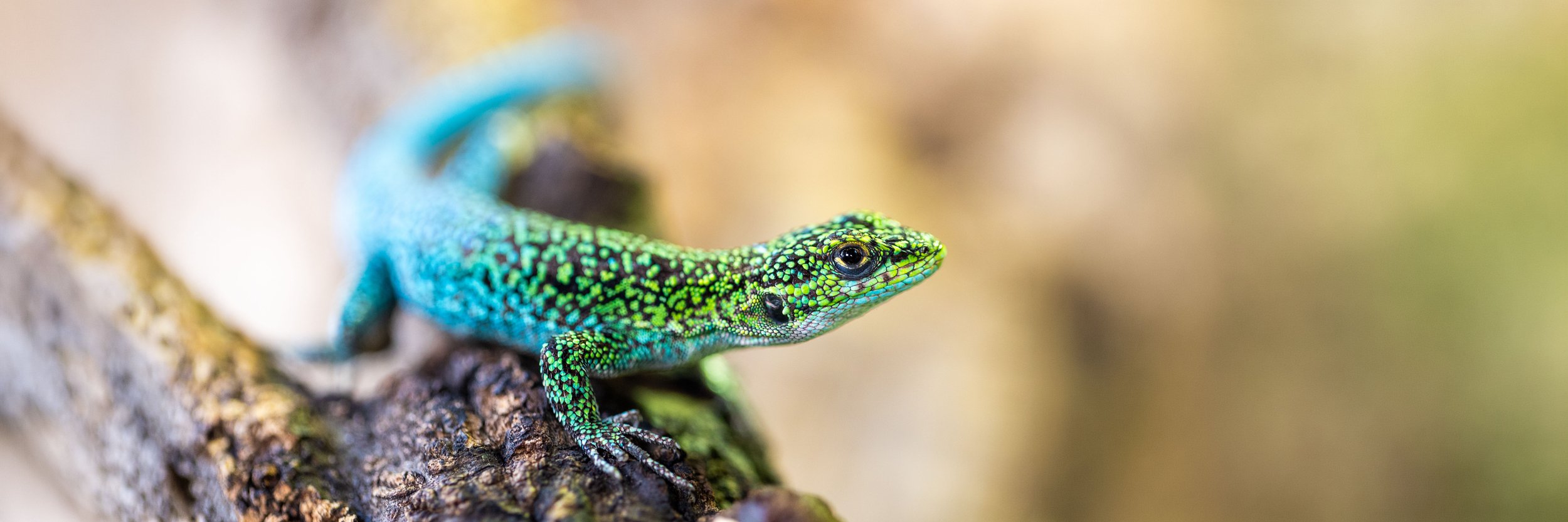 Bunte blau-grüne Eidechse sitzt auf einem Ast in einem Terrarium in Hannover