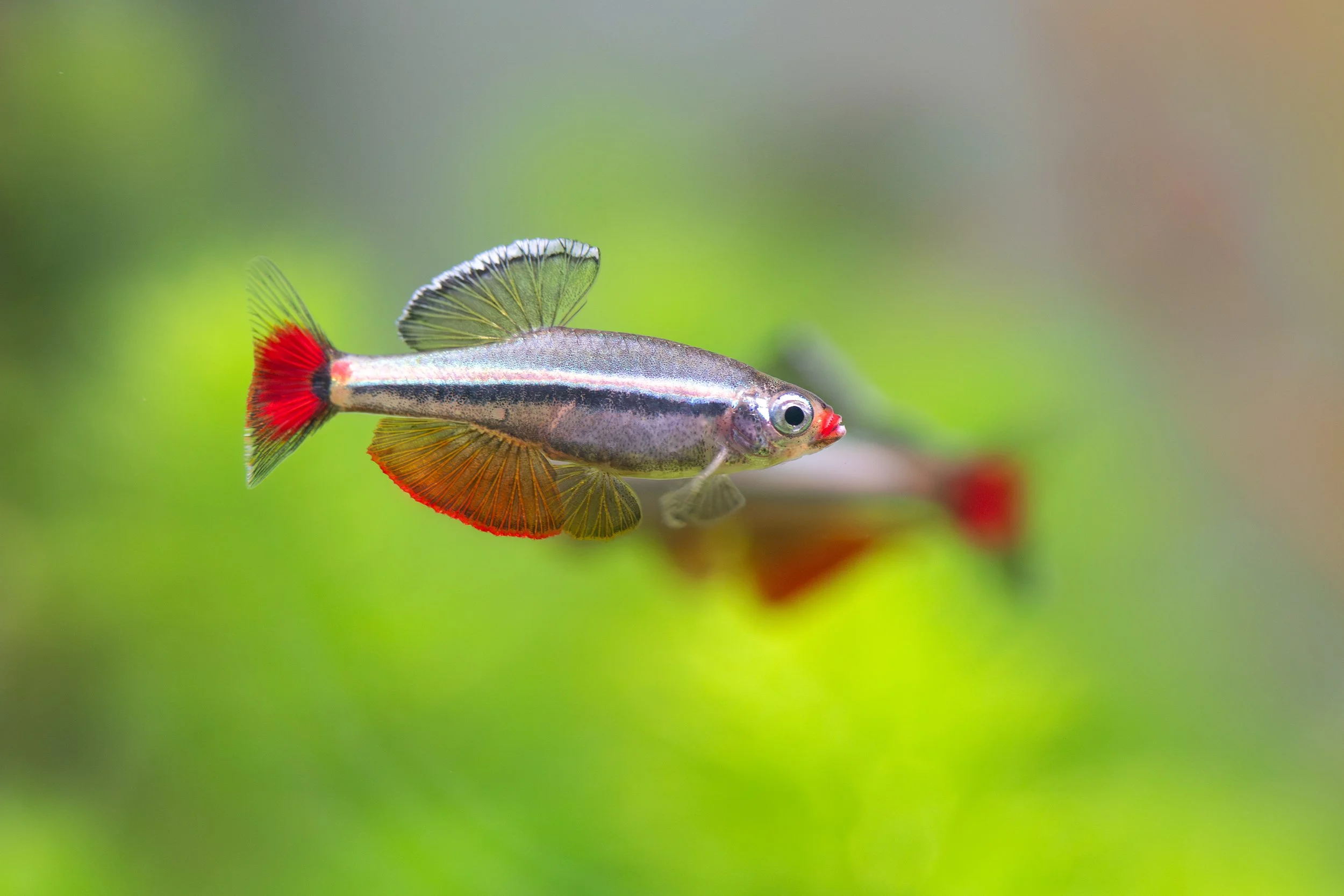 Bunt gefärbter Fisch mit roten, gelben und schwarzen Flossen schwimmt vor grünem Hintergrund in einem Aquarium in Hannover.