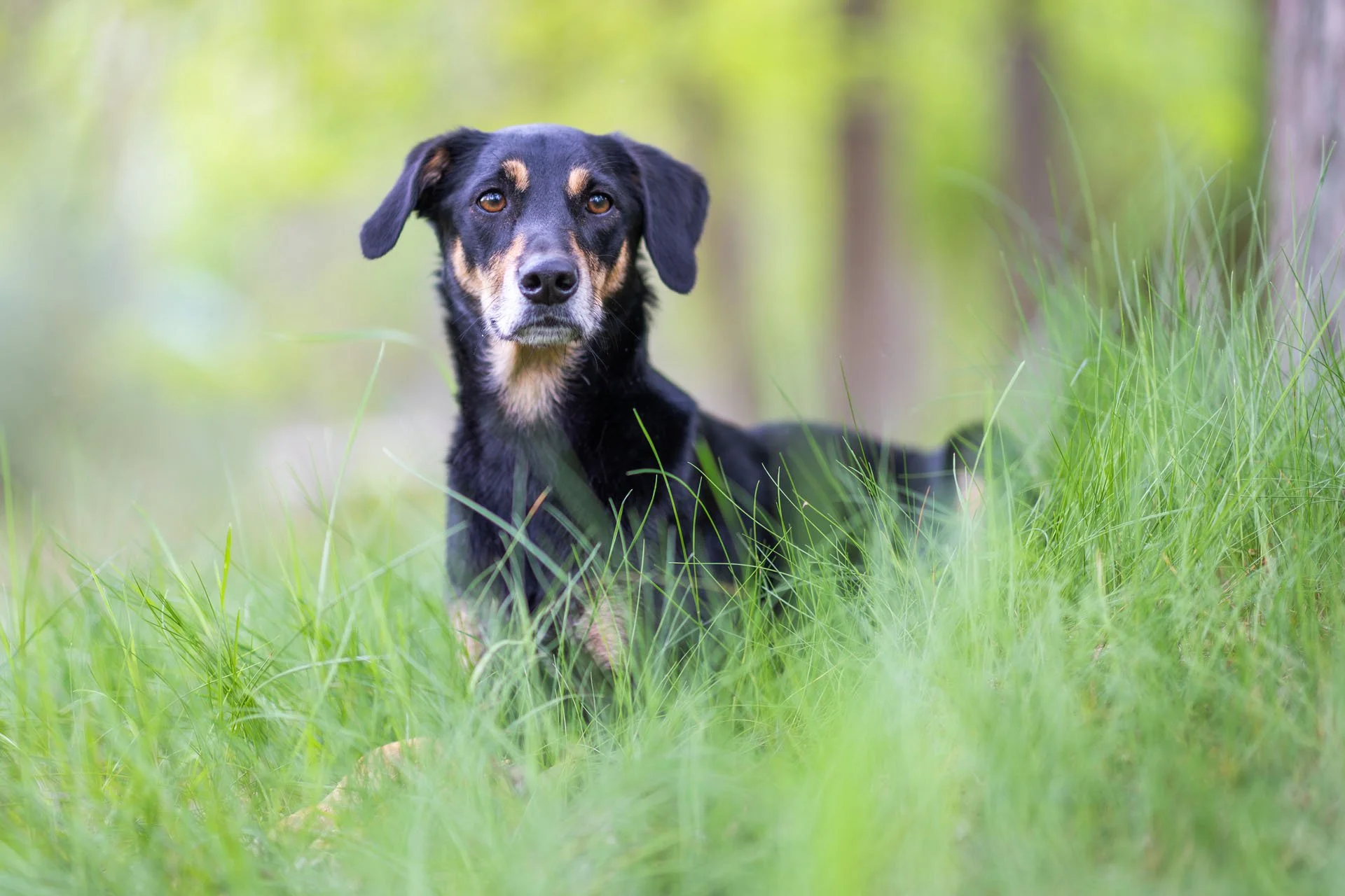 Schwarzer Hund liegt entspannt im Gras unter einem Baum
