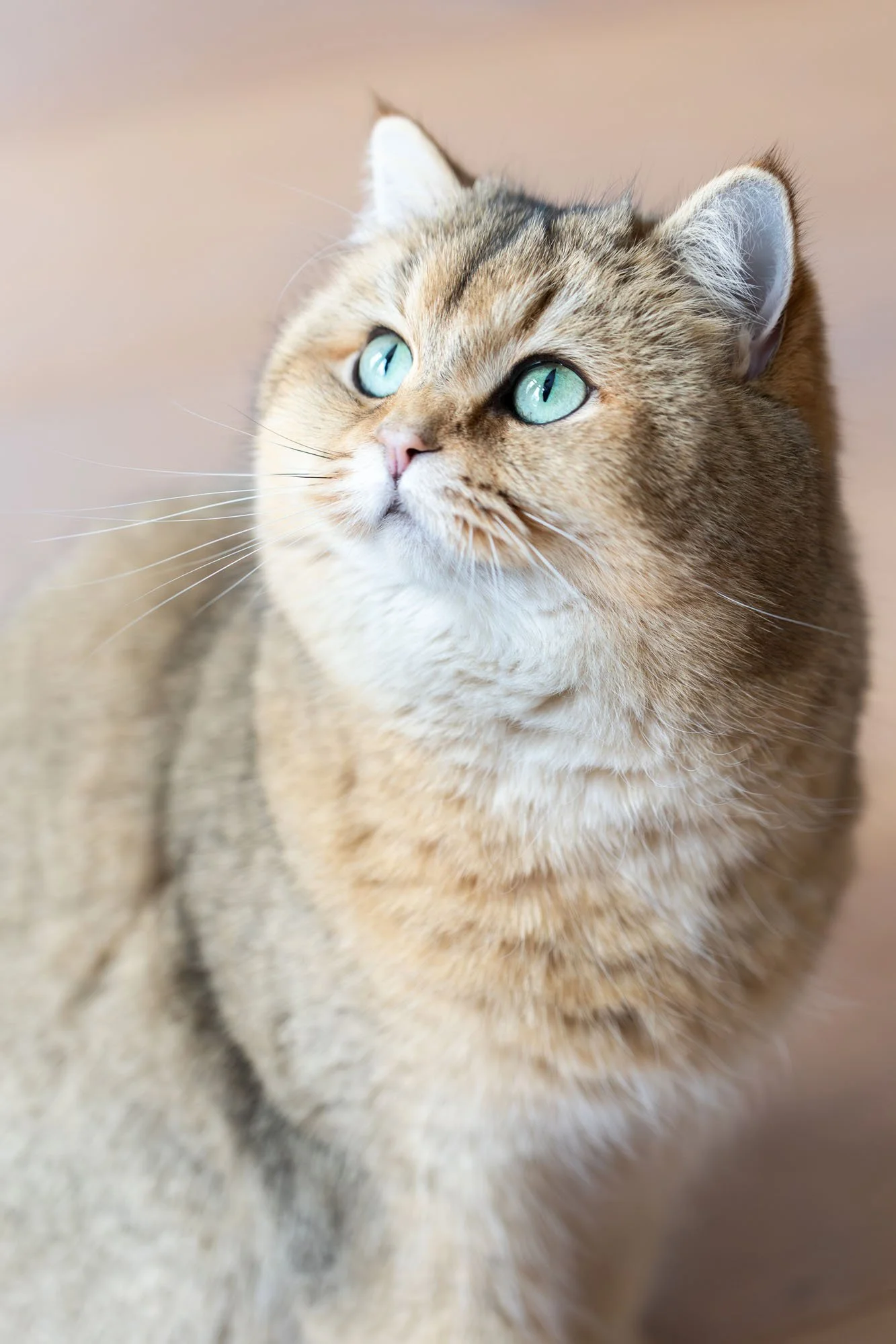 Braune Britisch Kurzhaar Katze sitzt auf dem Fußboden in einer Wohnung in Hannover