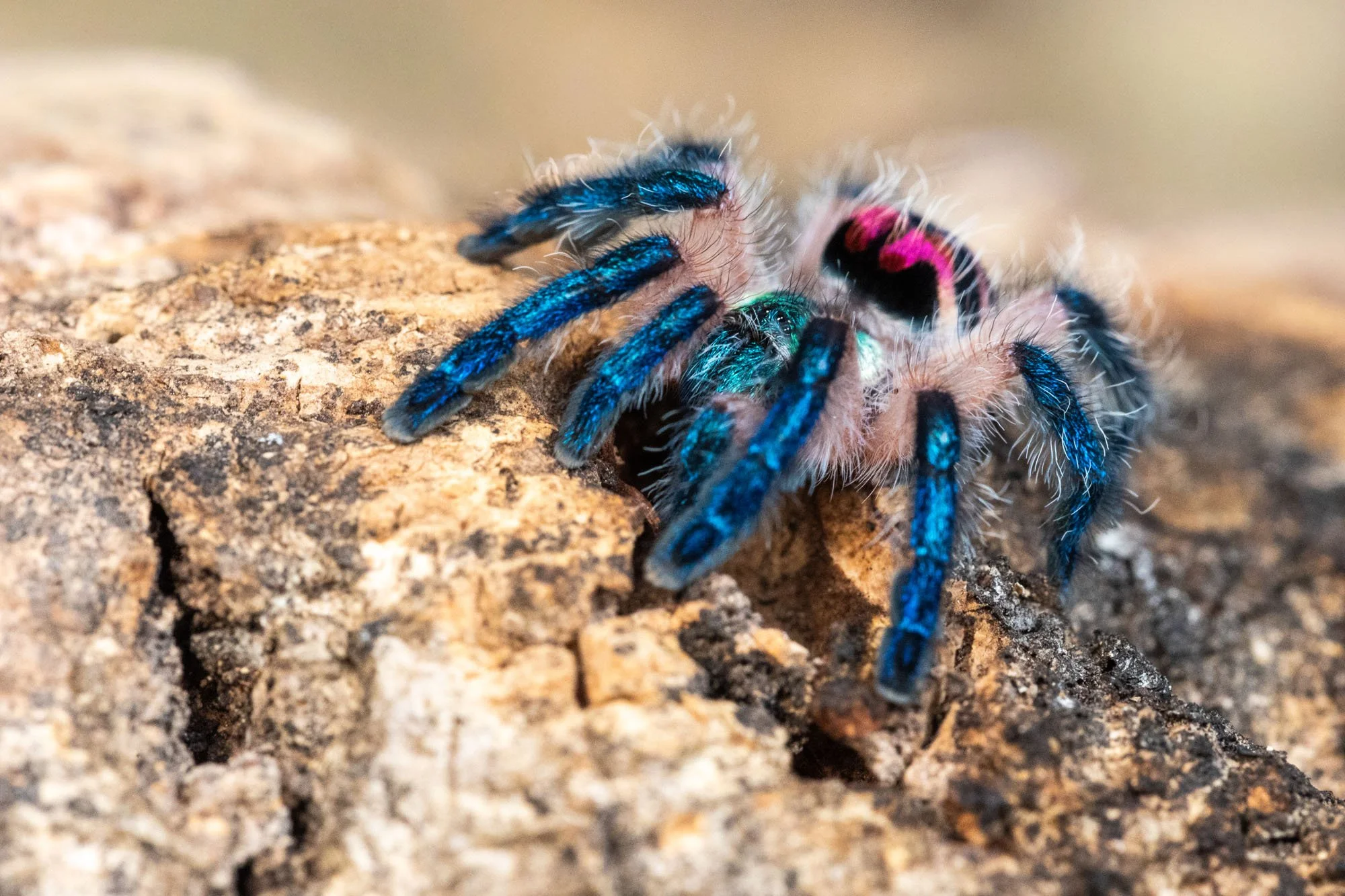 Blau und rote Vogelspinne auf einem Stück Holz in einem Terrarium in Hannover