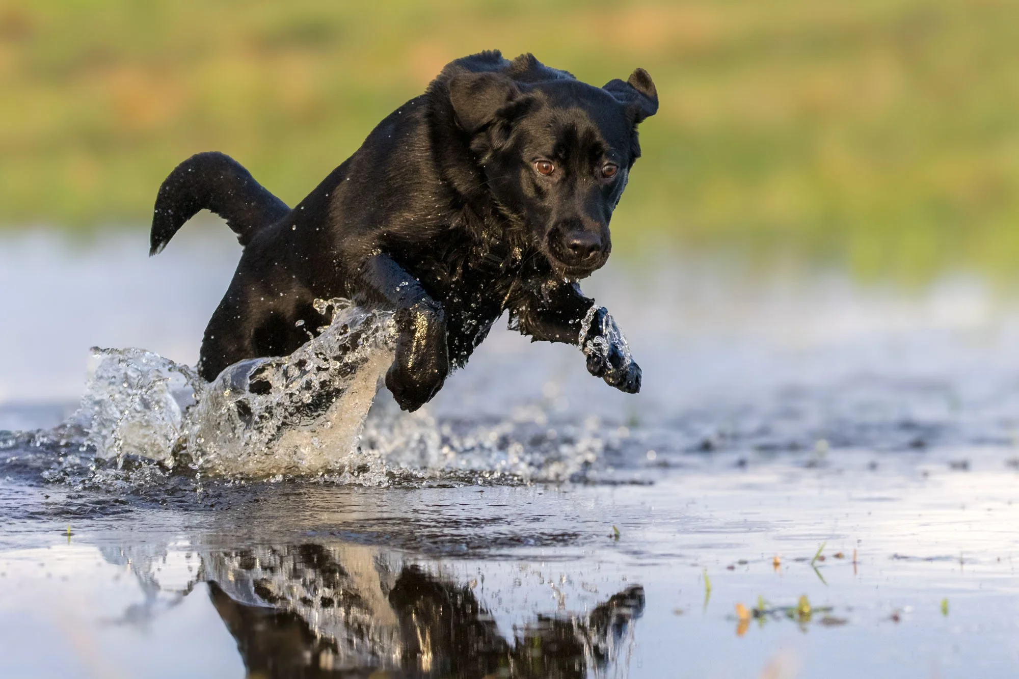 Schwarzer Labrador läuft in Abendlicht durch eine Wasserfläche in Hannover und wirbelt Wasser auf