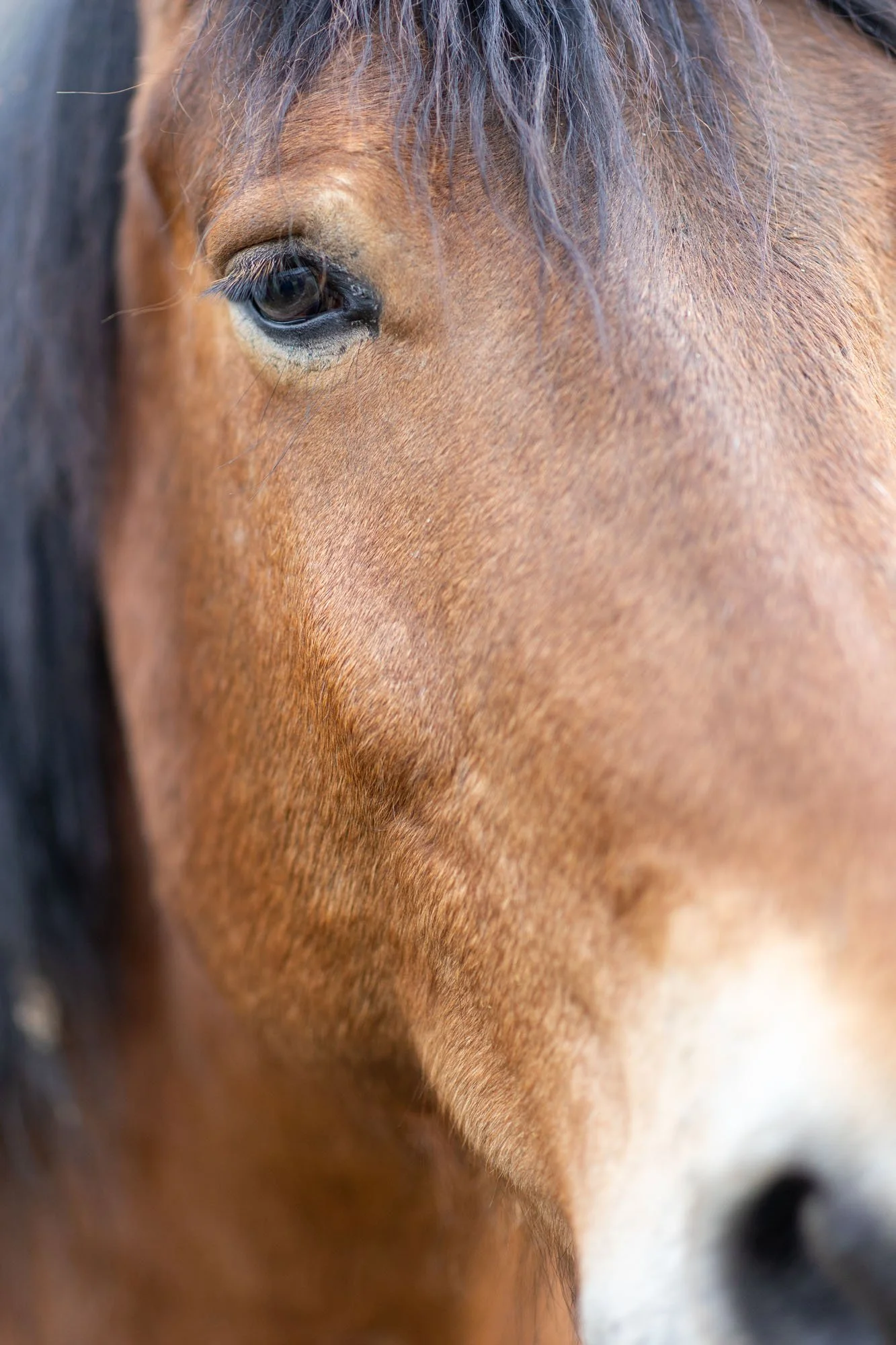 Detail eines Pferdekopfes eines braunen Pferdes