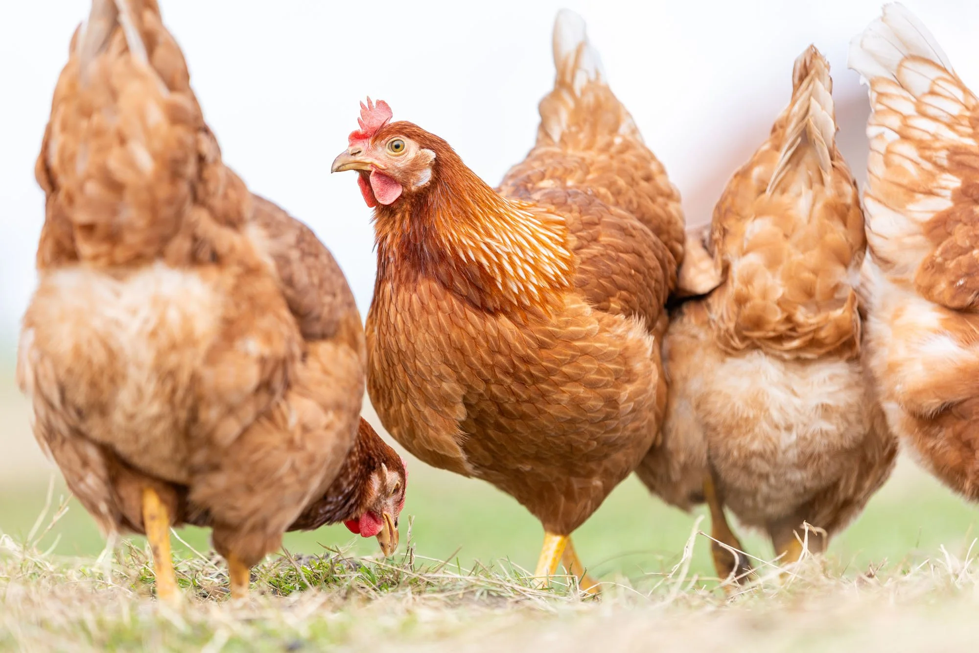 Vier Hühner stehen auf einer Wiese in Hannover und suchen Futter