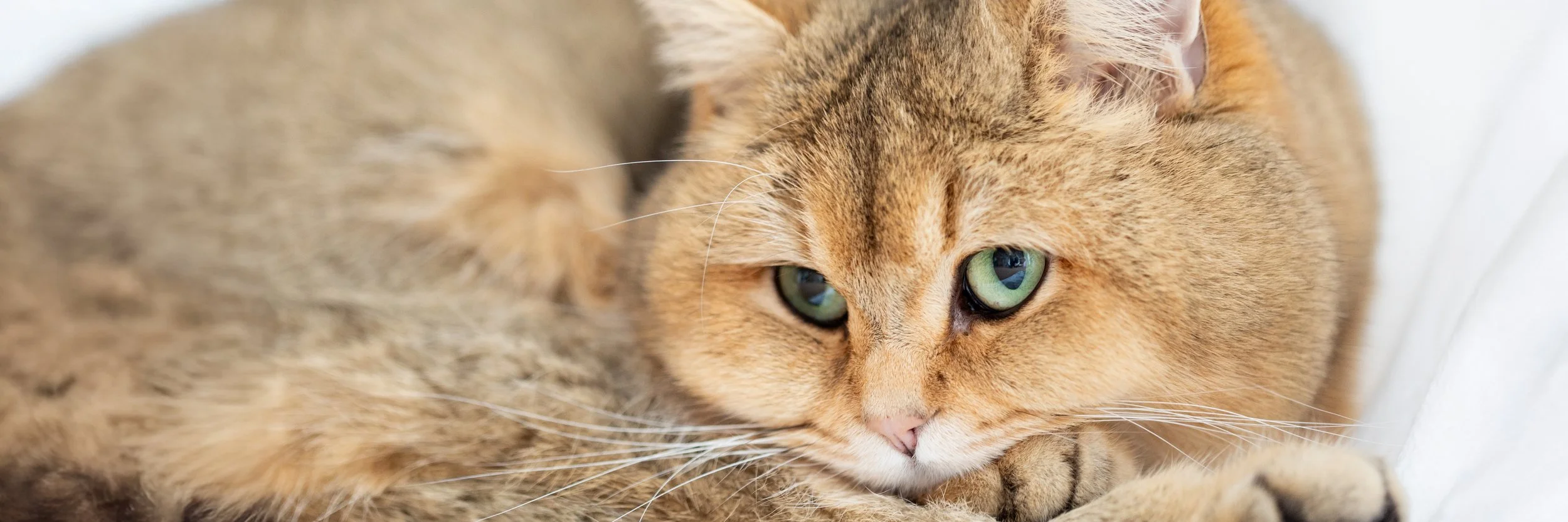 Nahaufnahme eines orangefarbenen Katers mit grünen Augen, der entspannt in einer Wohnung in Hannover liegt.