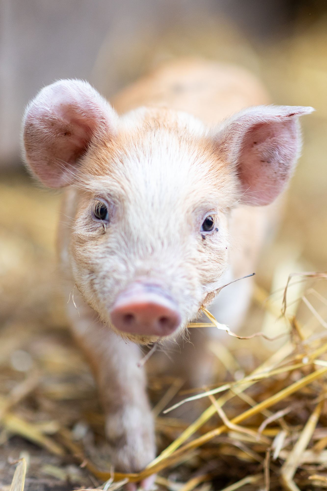 Ferkel im Stroh vor dem Stall in Hannover