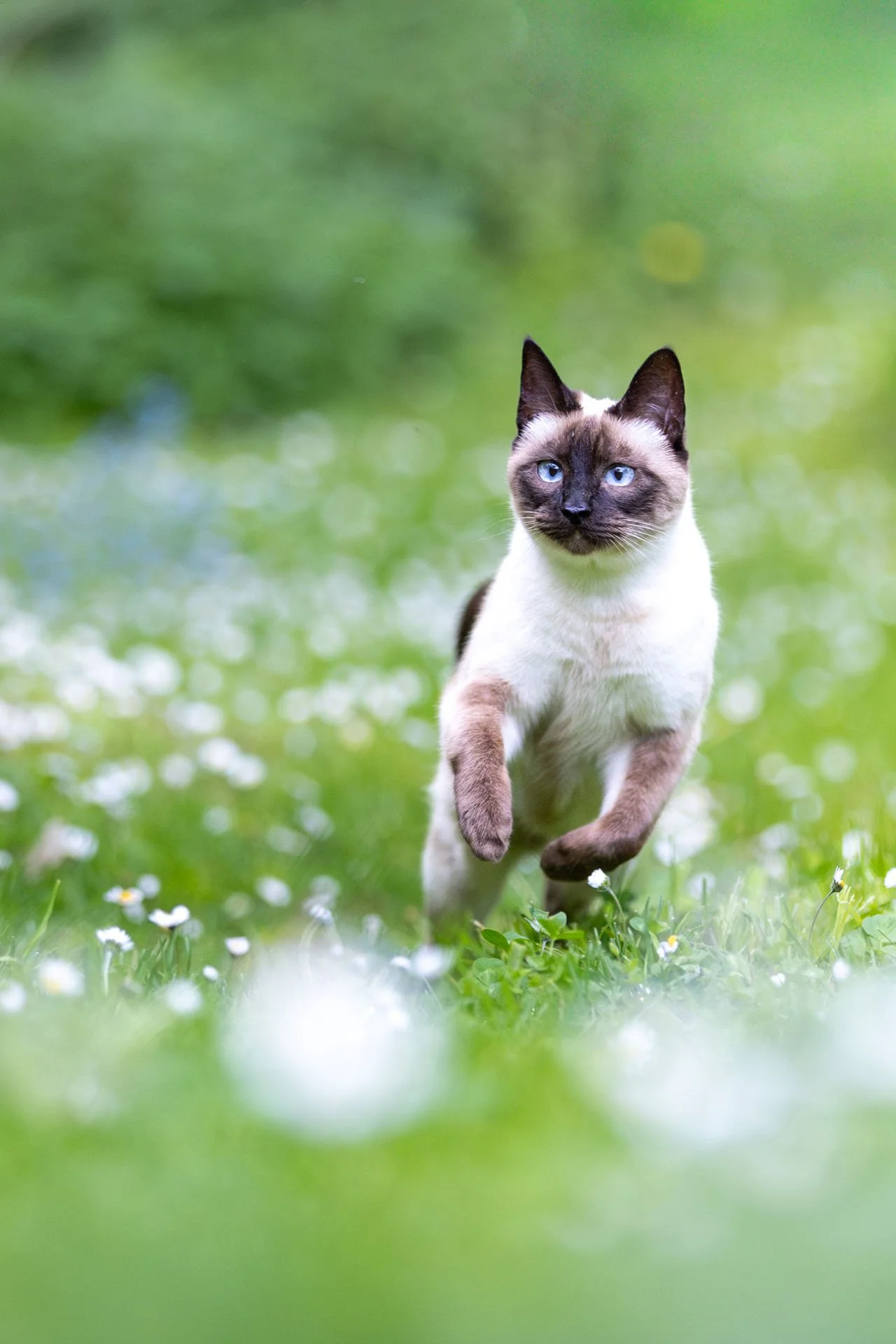 Siamkatze läuft in einem Blütenmeer mit vielen Gänseblümchen
