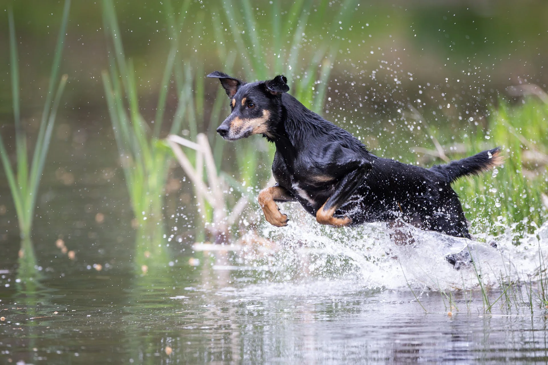 Schwarzer Hund springt in das Wasser eines Teiches und erzeugt viele Wasserspritzer