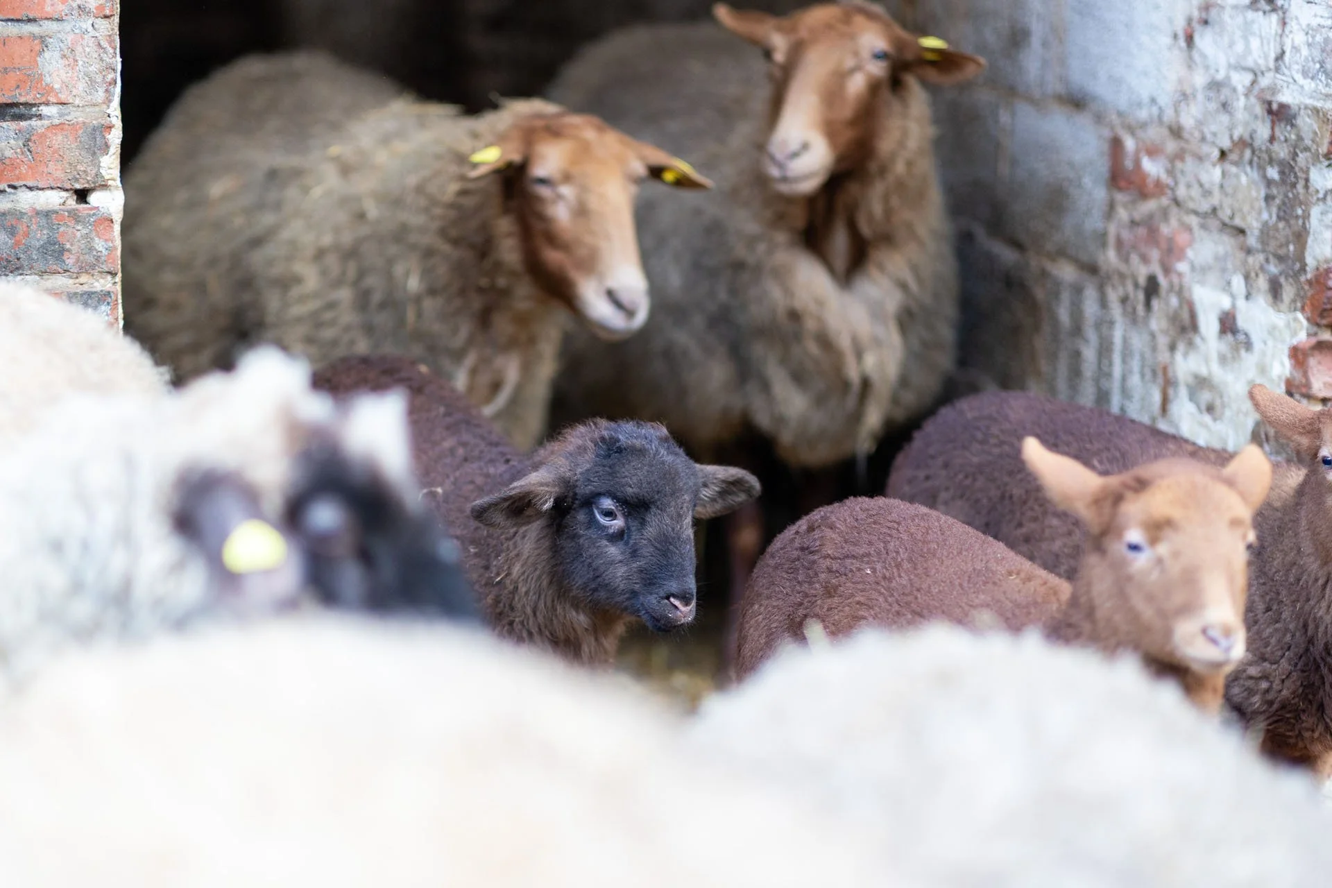 Schafe und Lämmer dicht zusammen stehend laufen aus einem Stall heraus