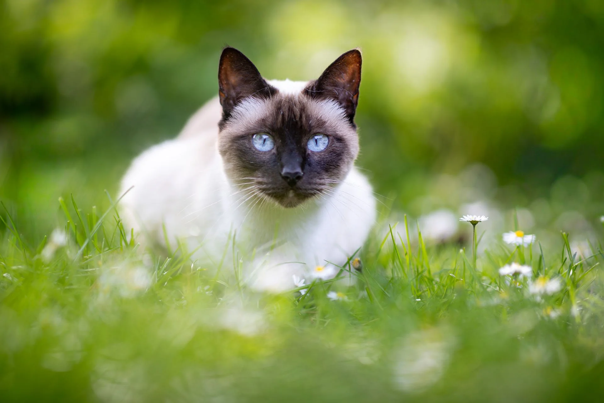 Siamkatze sitzt in einem Blütenmeer mit vielen Gänseblümchen