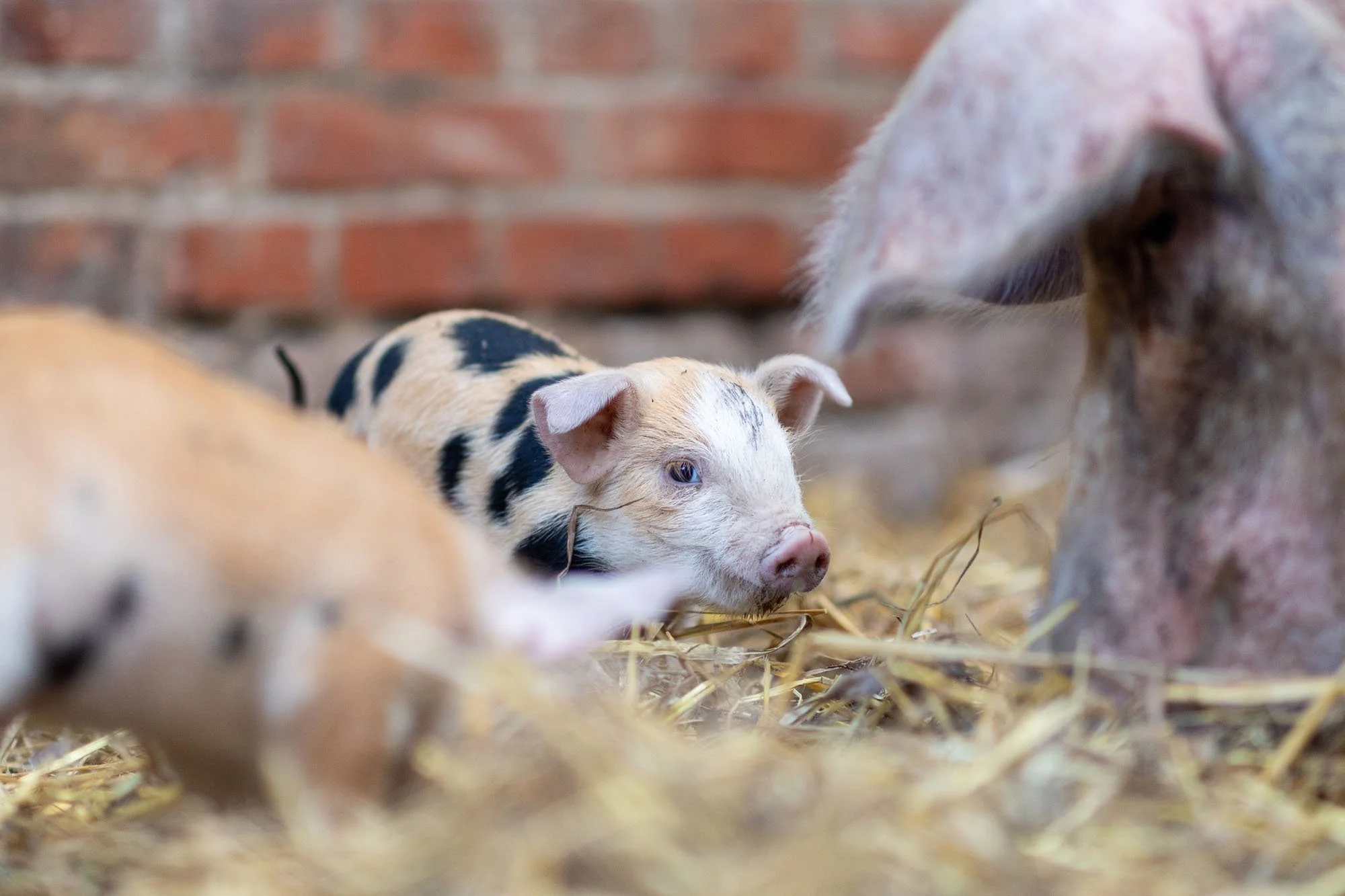 Ferkel im Stroh vor dem Stall in Hannover mit der Mutter zusammen